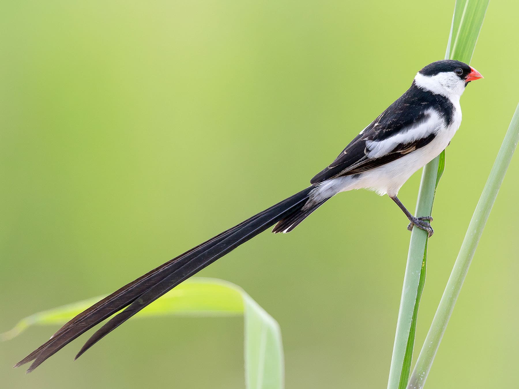 Pin tailed whydah perching on grass stem