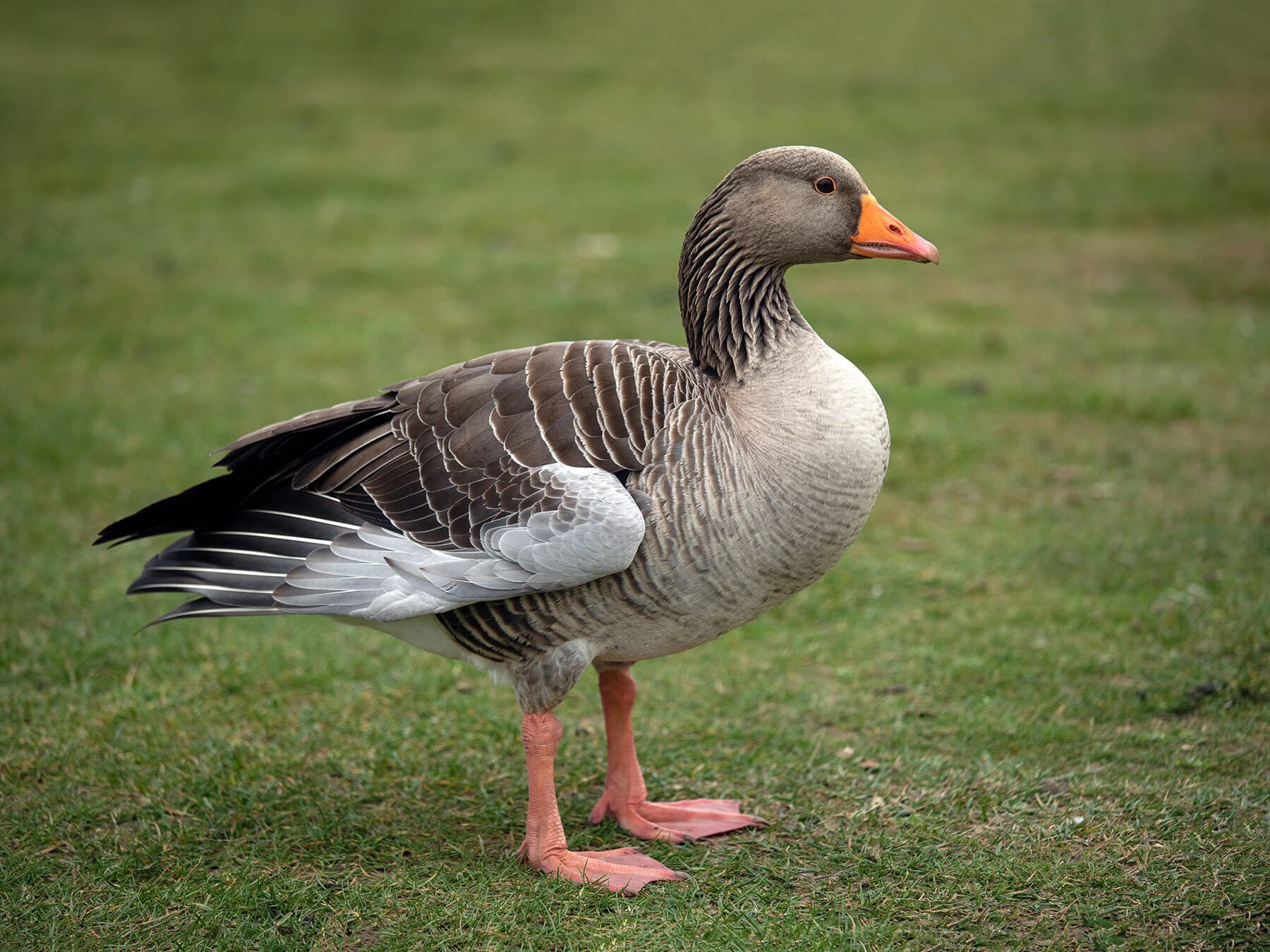Pink footed goose lifespan