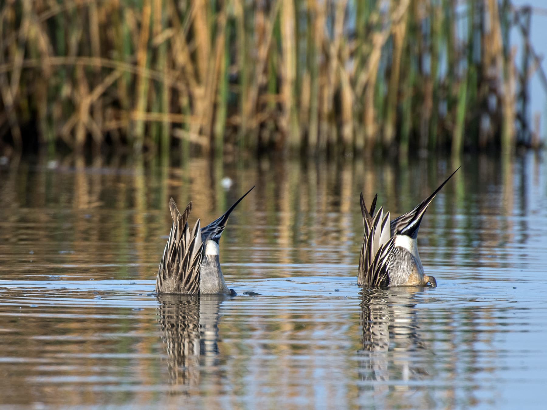 Pintail ducks diving and feeding from bottom of marsh lake