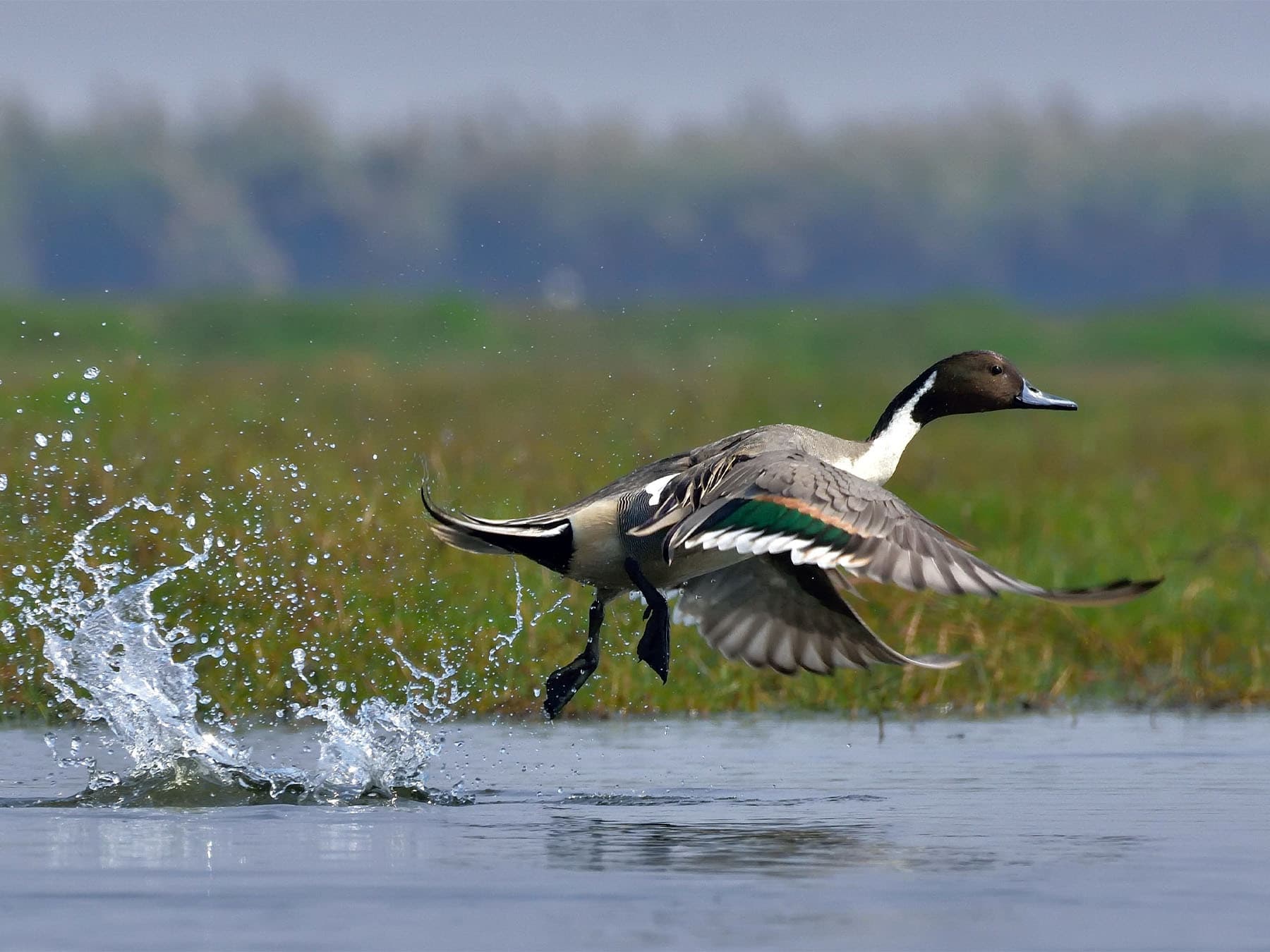 Pintail taking off from water