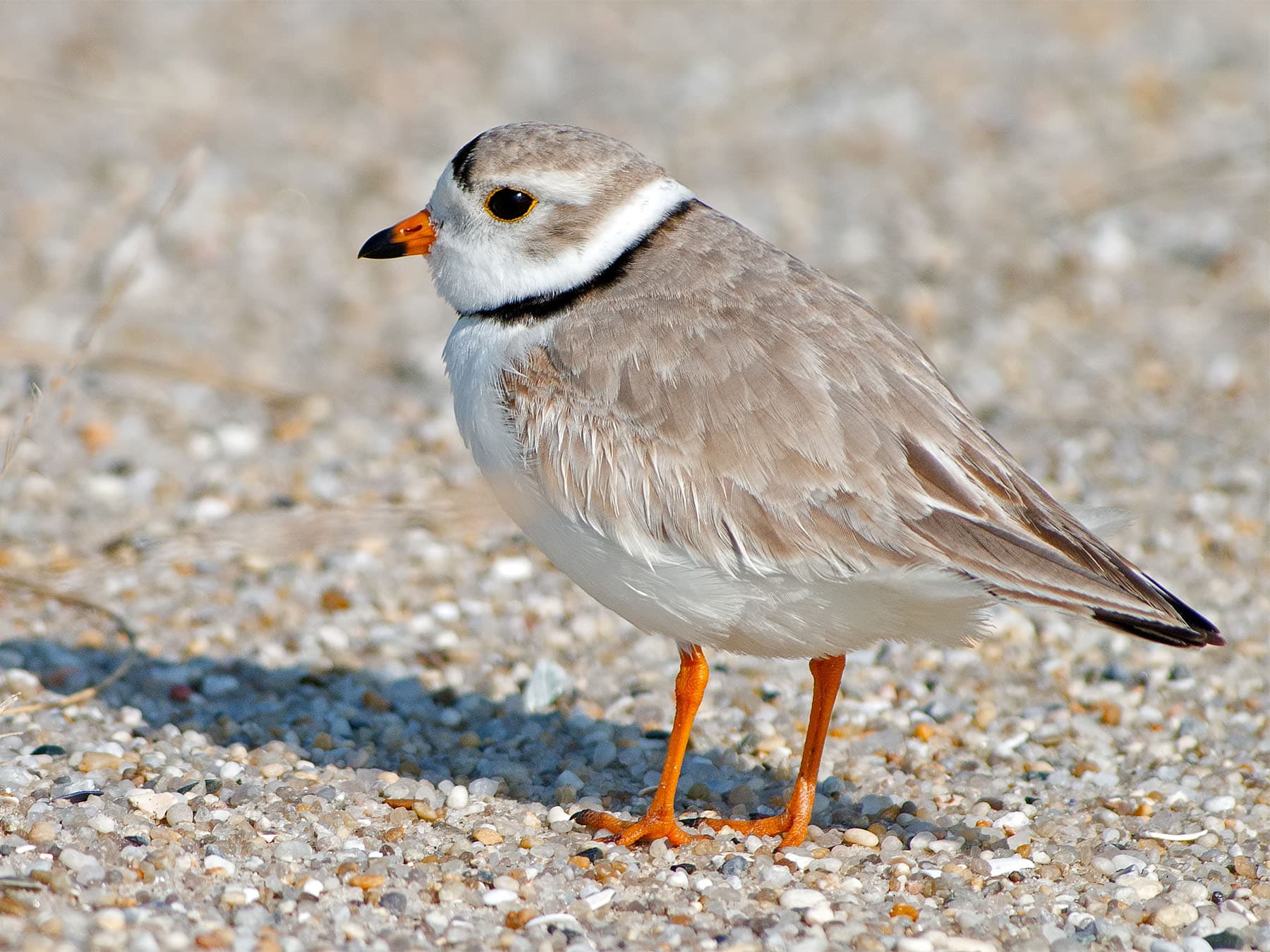 Piping Plover