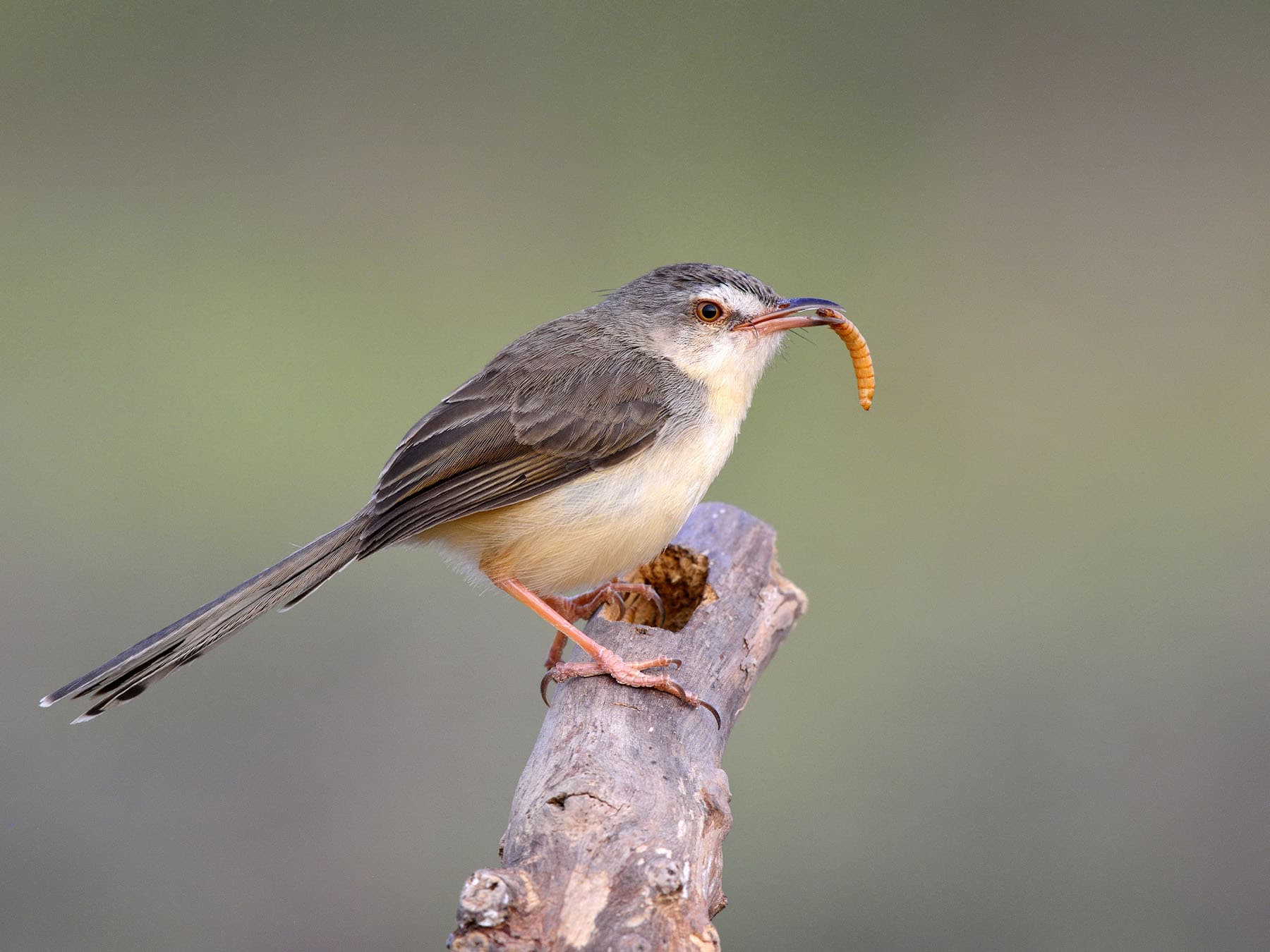 Plain prinia eating mealworm