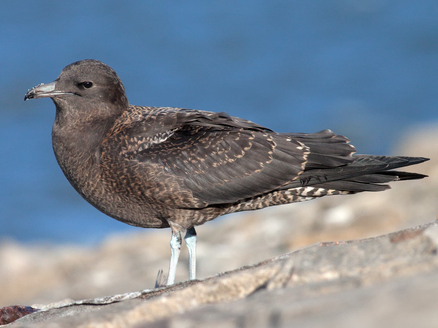 Pomarine Jaeger, dark morph
