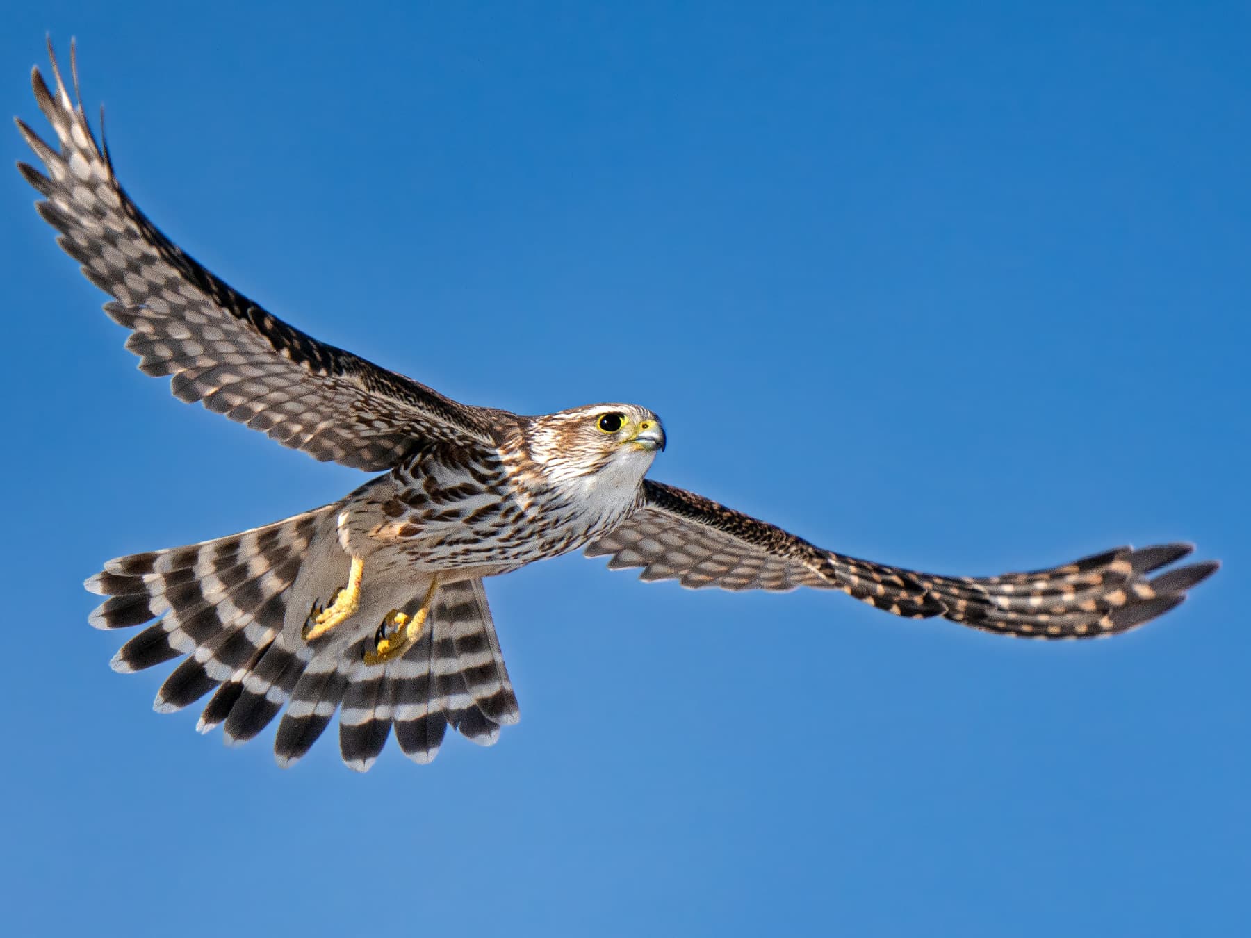 Prairie melin soaring in the sky