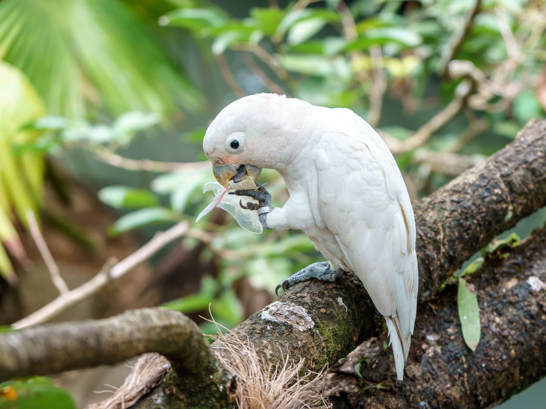 Problem-solving Abilities