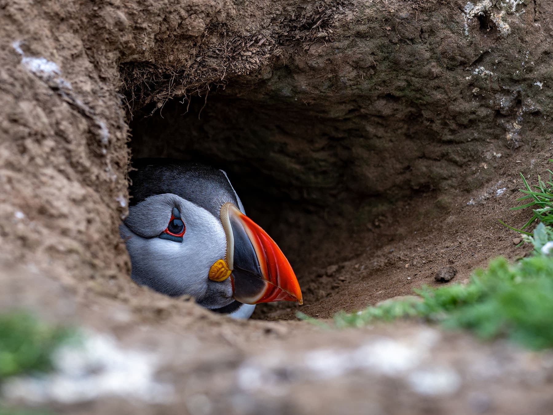 Puffin burrow