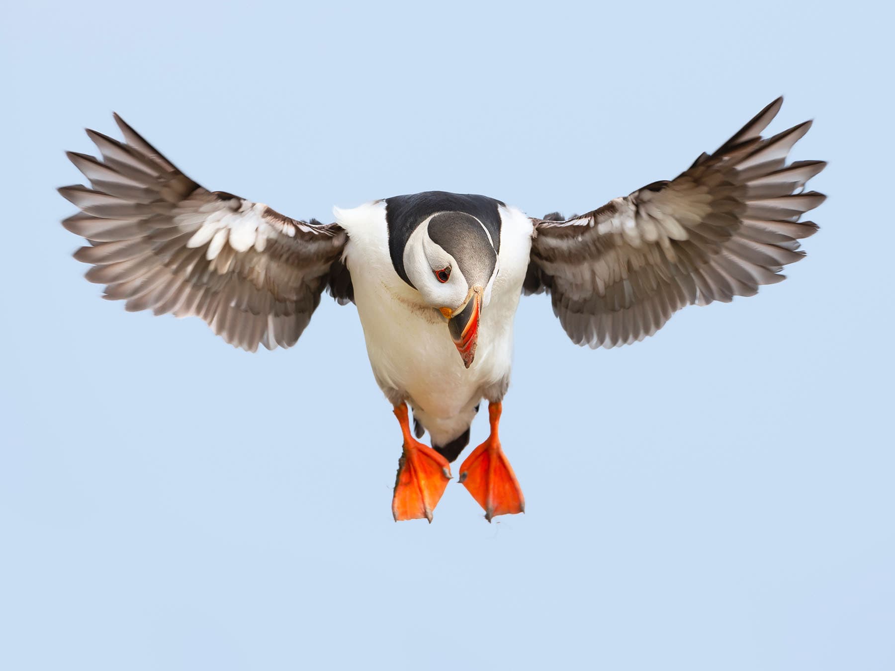 Puffin in flight