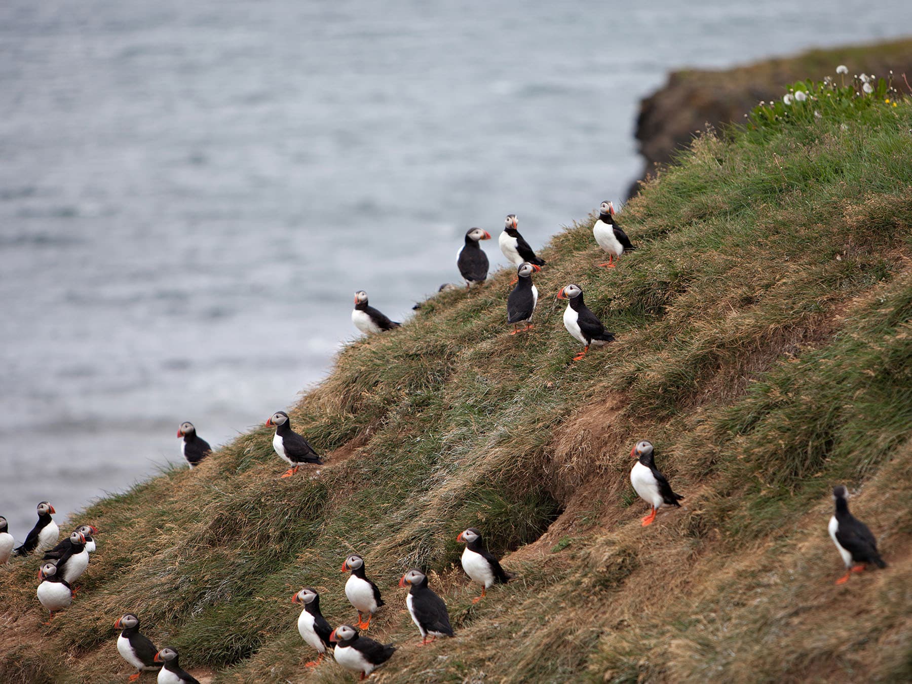 Puffin nesting colony