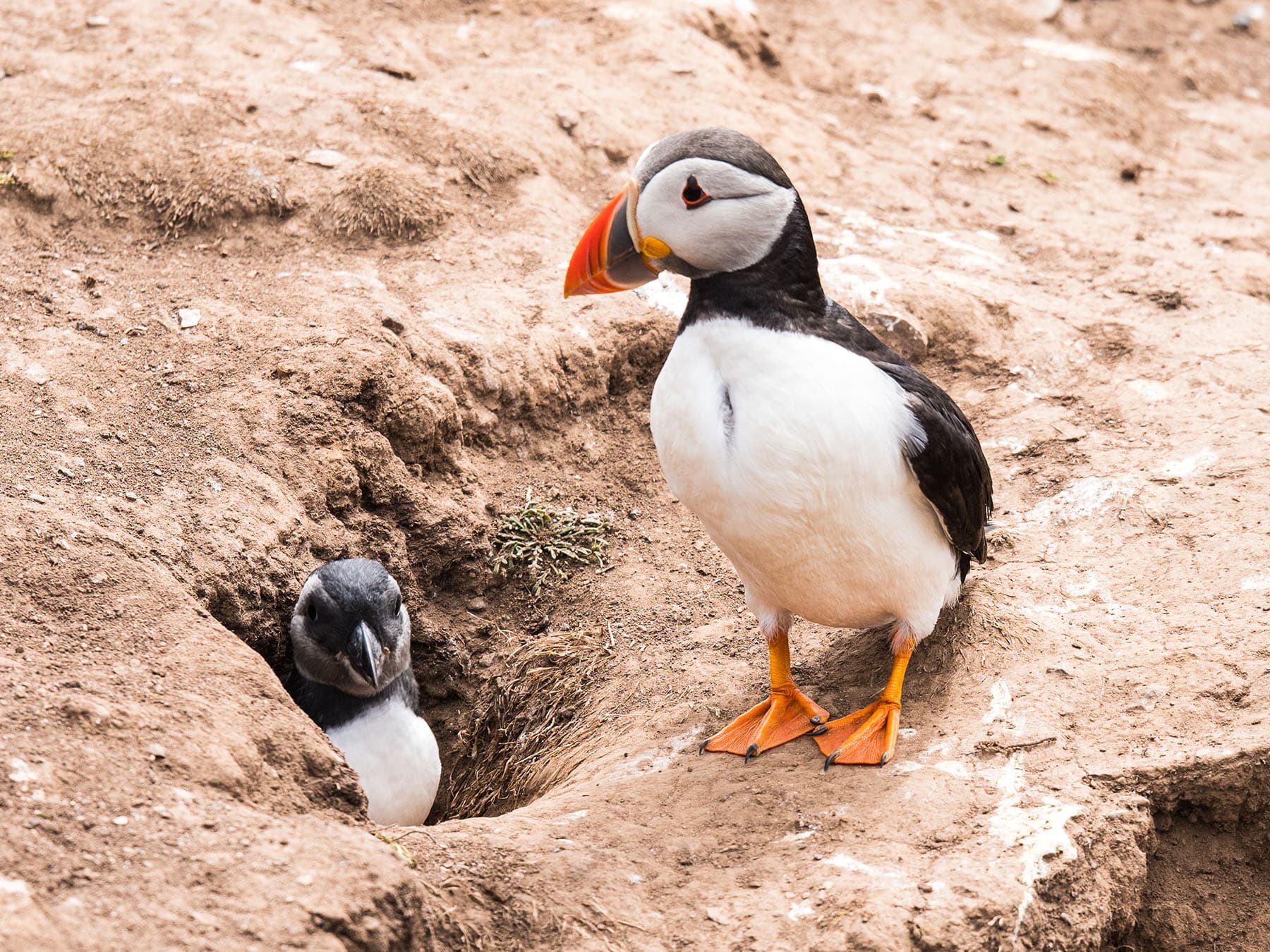 Puffin Nesting (Behavior, Eggs + Location)