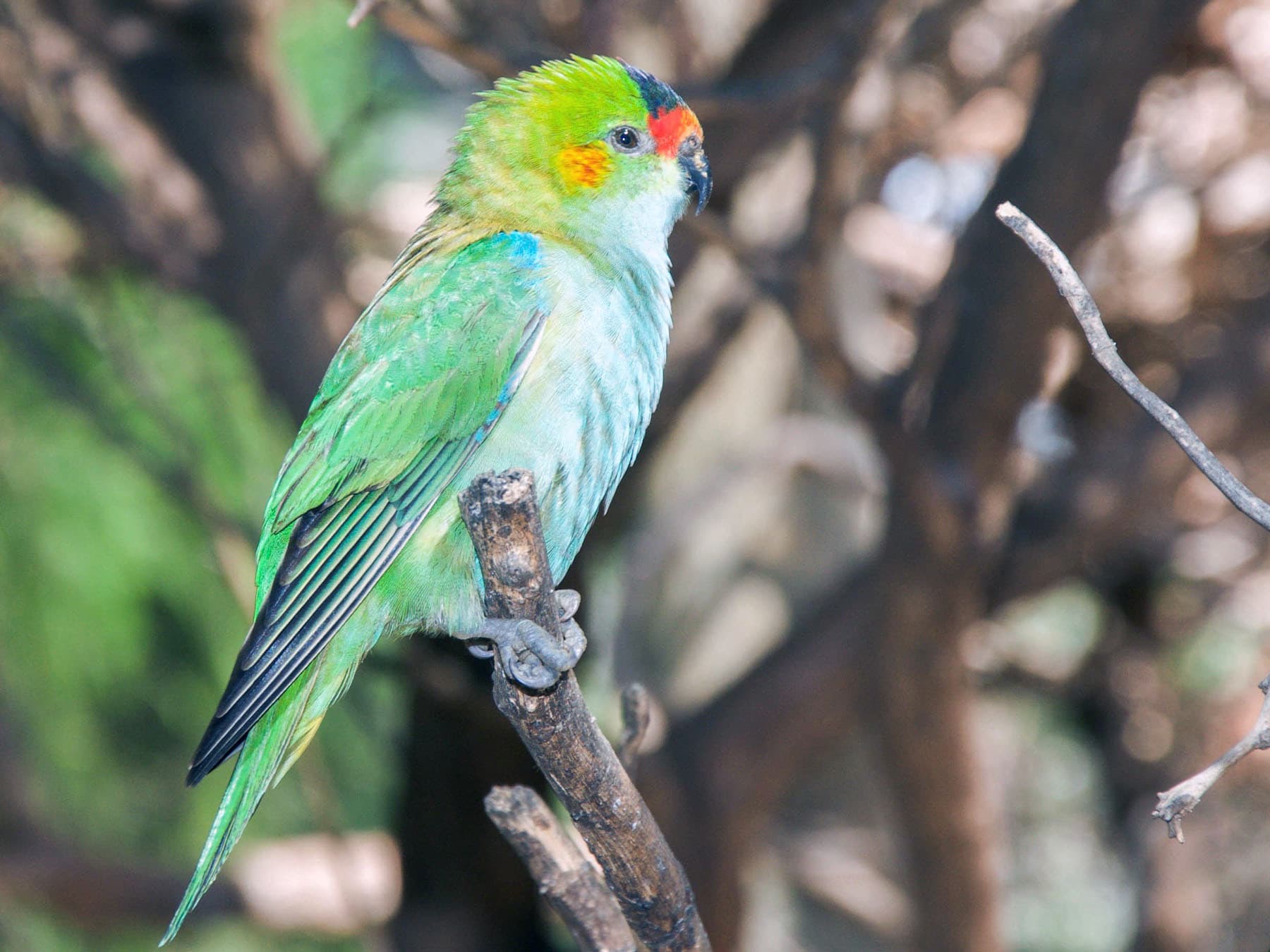 Purple-crowned Lorikeet