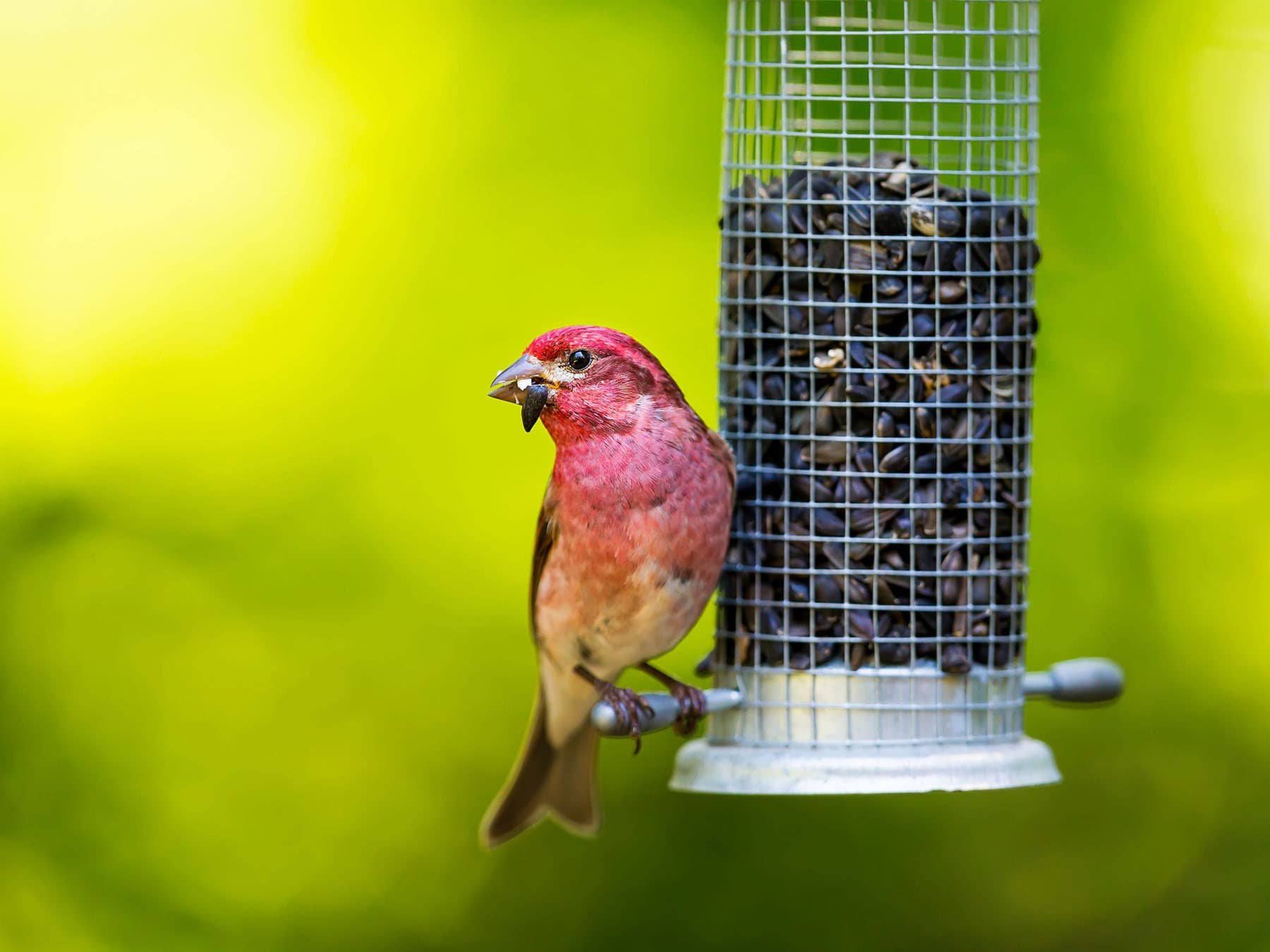 A male Purple Finch at a tube feeder with a black-oil sunflower seed in its bill