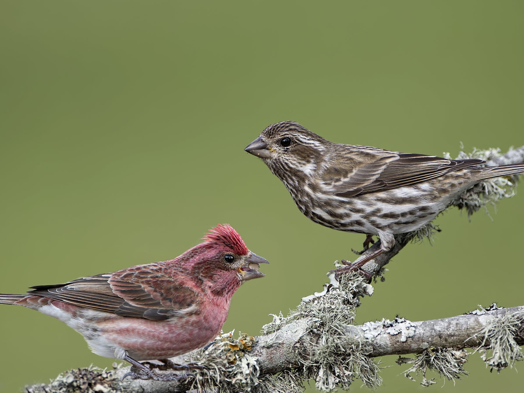 A male and a female-plumaged Purple Finch on a lichen-covered branch