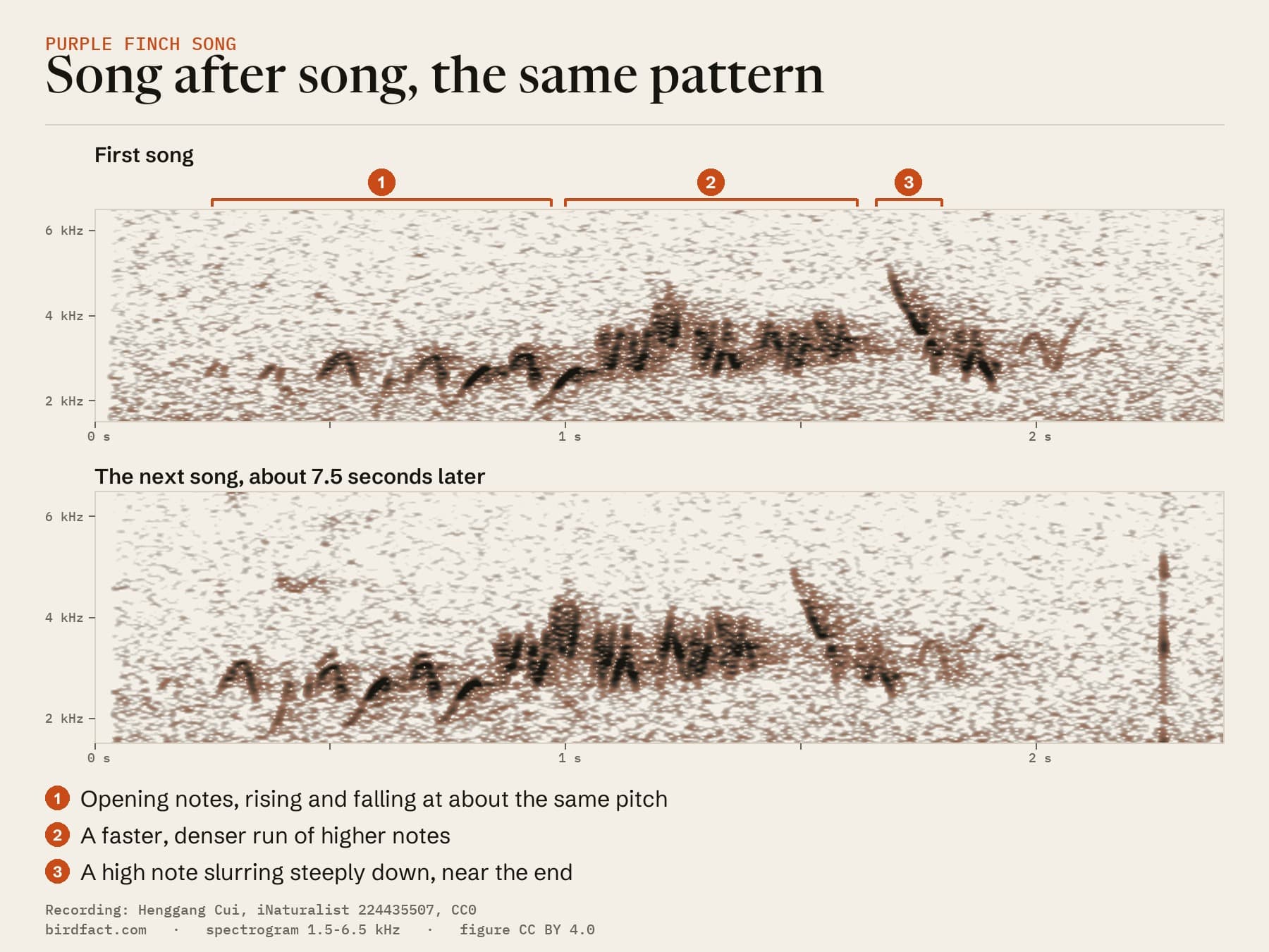 Two spectrograms of songs by the same male Purple Finch in Seattle, on one 2.4-second scale. Each song lasts about 1.5 to 1.7 seconds: first a run of arched notes rising and falling at about 2.5 to 3 kHz, then a faster, denser run of higher notes up to about 4.5 kHz, then a high note that slurs steeply down from about 5 kHz near the end. The two songs have the same pattern.