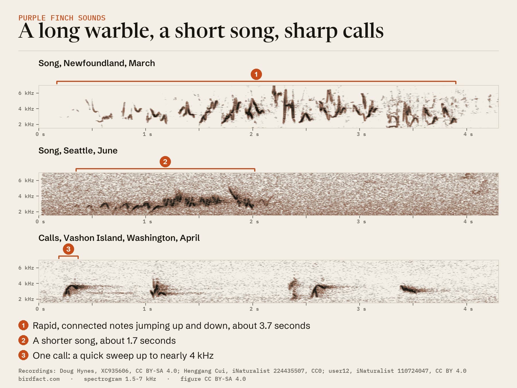 Three Purple Finch sounds on one time scale. A song in Newfoundland in March: about 3.7 seconds of rapid, connected notes jumping between about 2 and 6 kHz. A shorter song from a male in Seattle in June, about 1.7 seconds. Calls on Vashon Island, Washington, in April: short, separate notes, the first sweeping up to nearly 4 kHz.