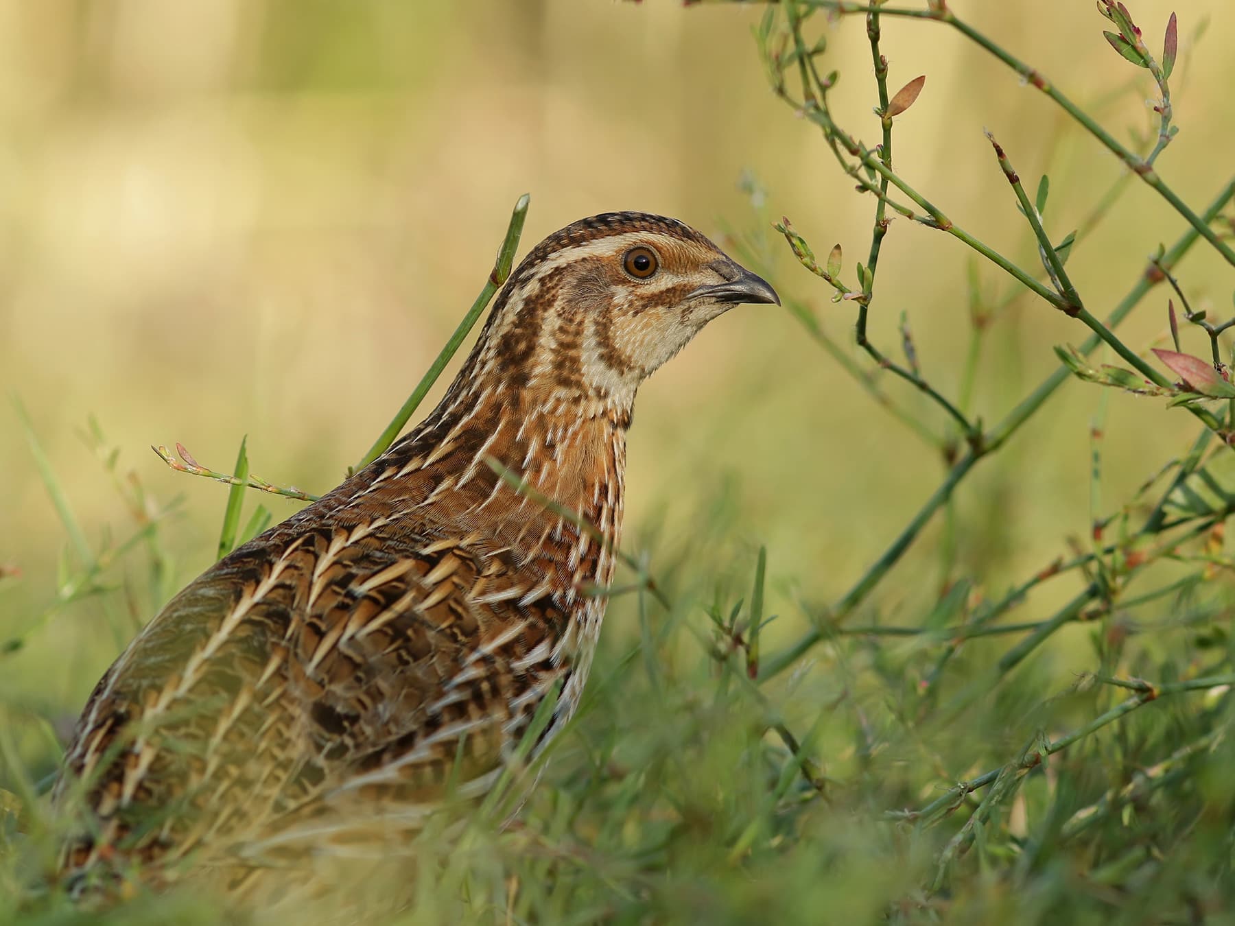 Quail in natural habitat