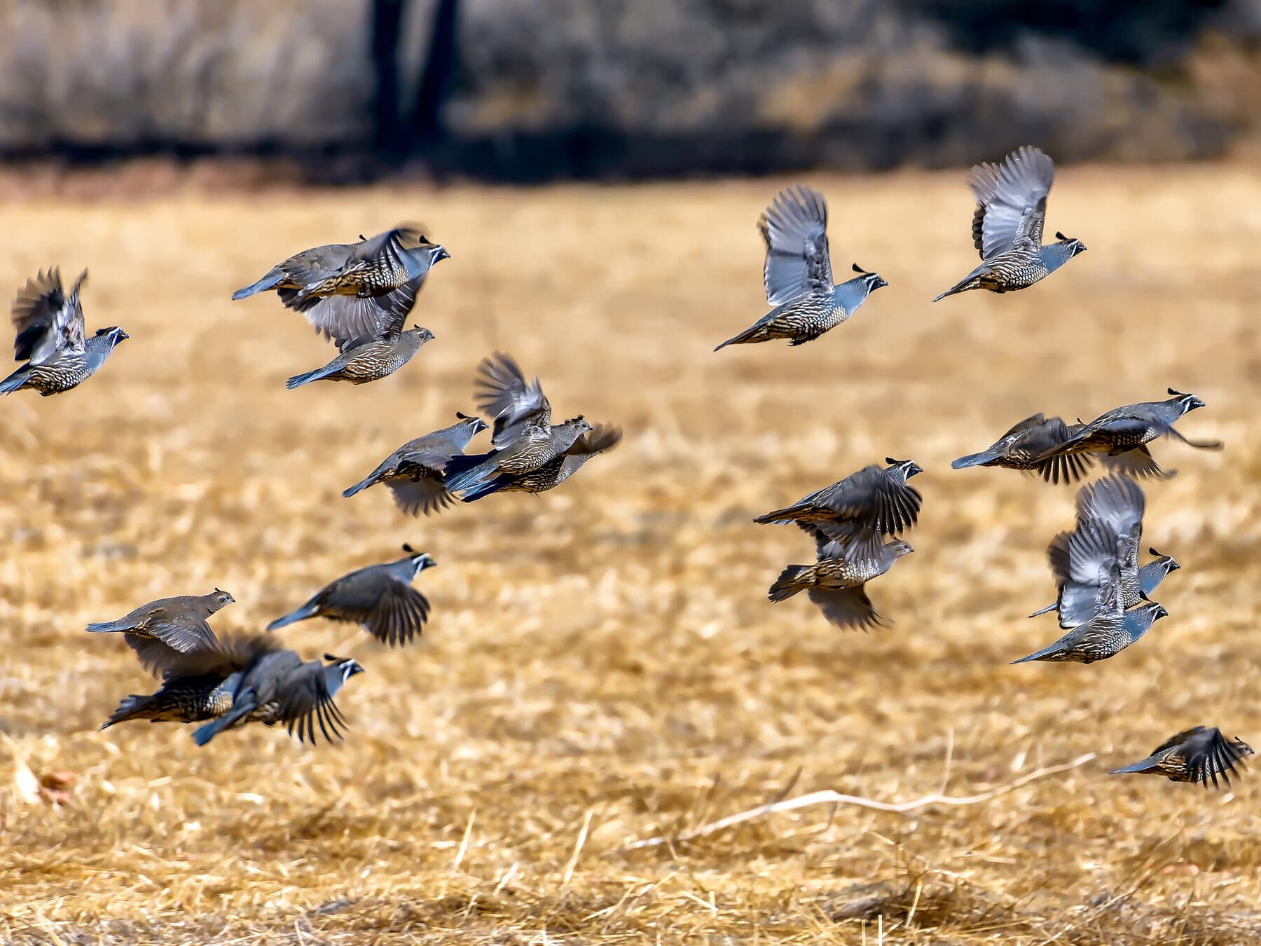 Quail group flying