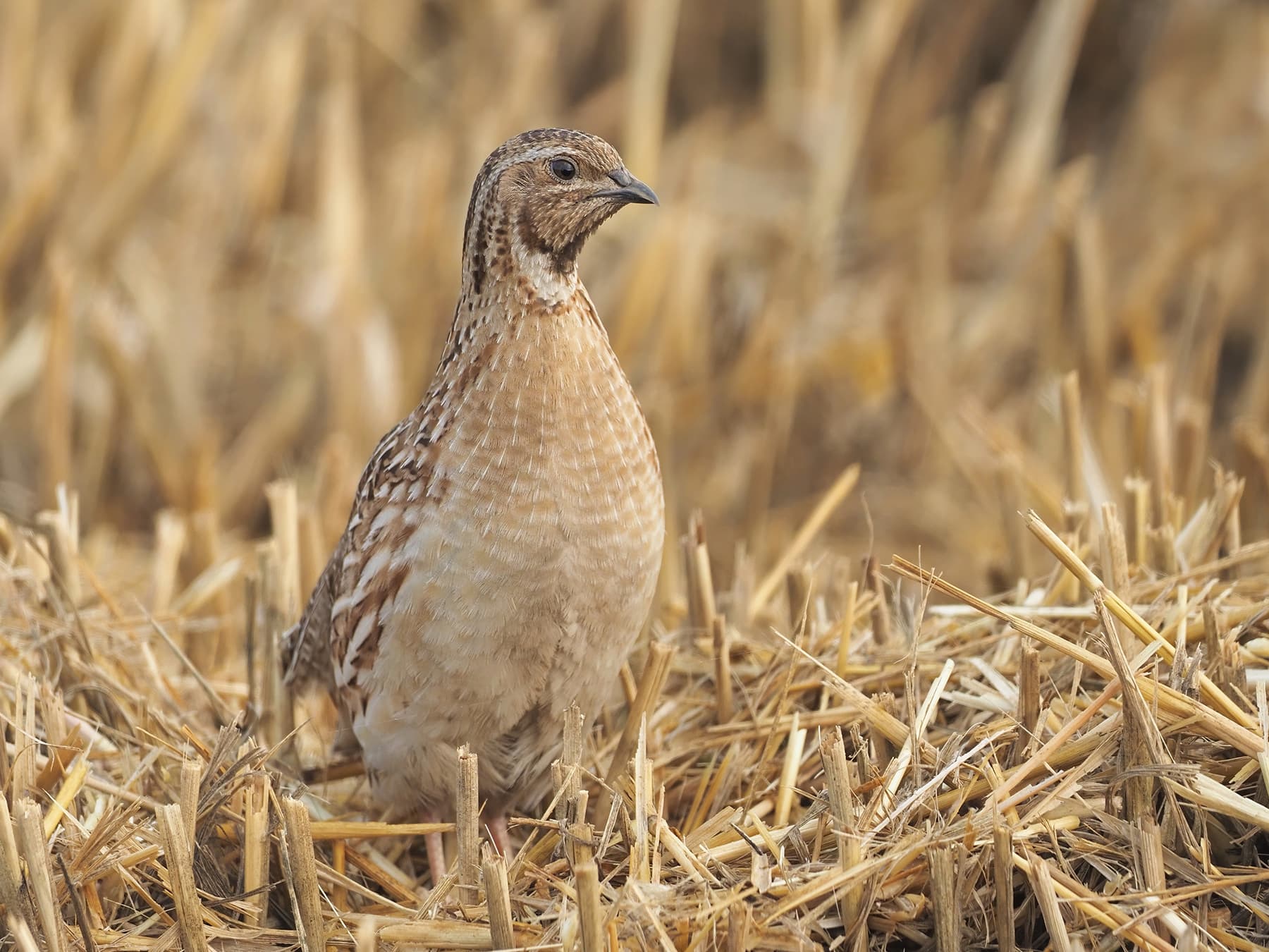 Common Quail