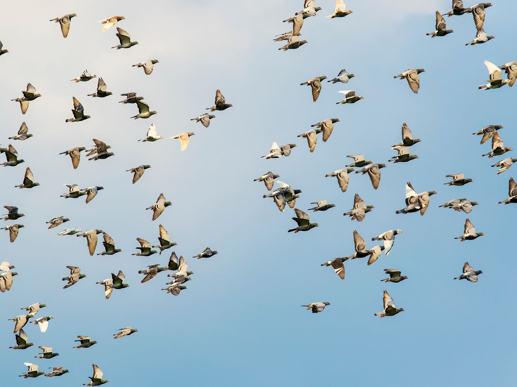 Racing pigeon flock