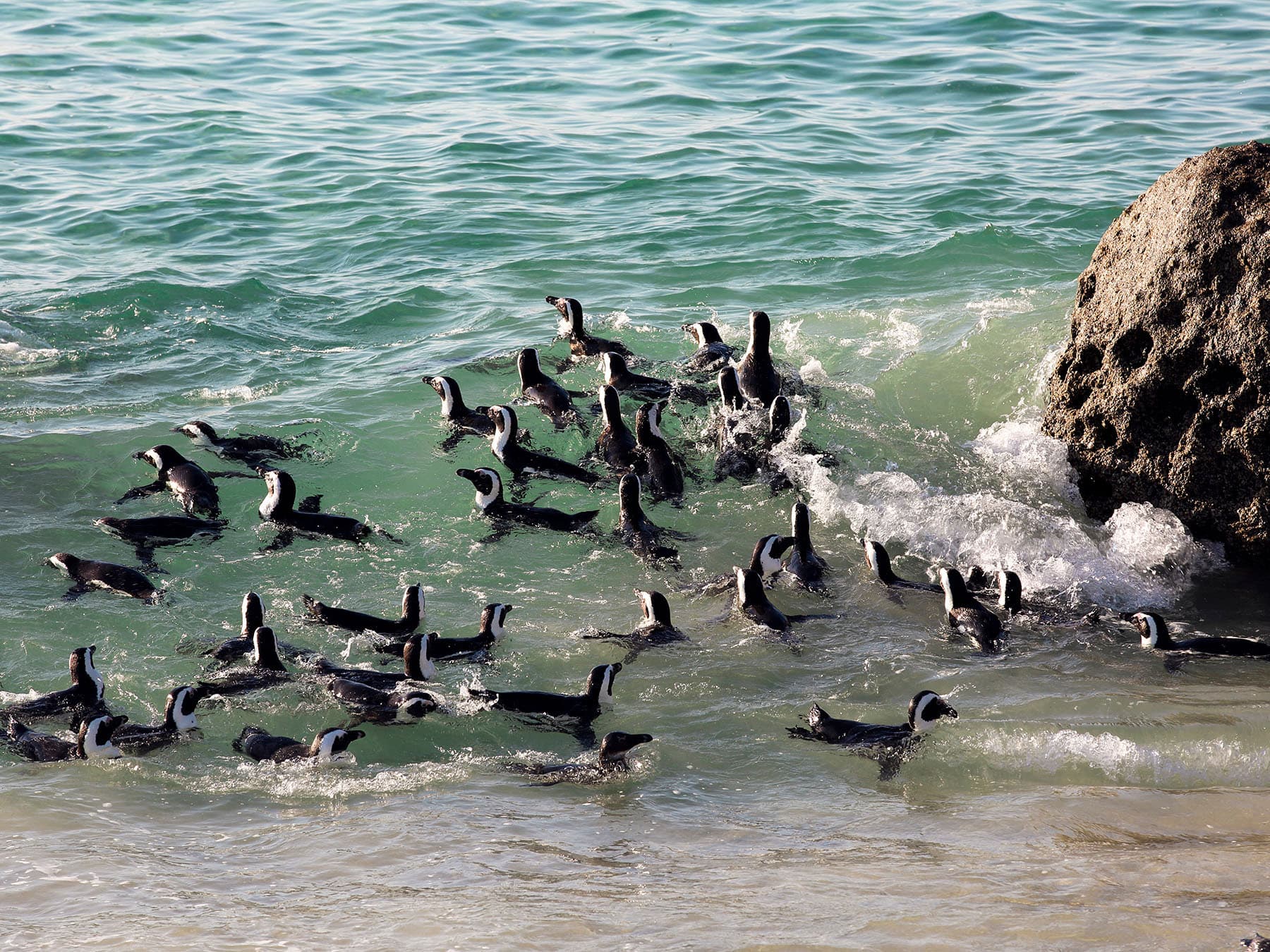Raft of african penguins in sea
