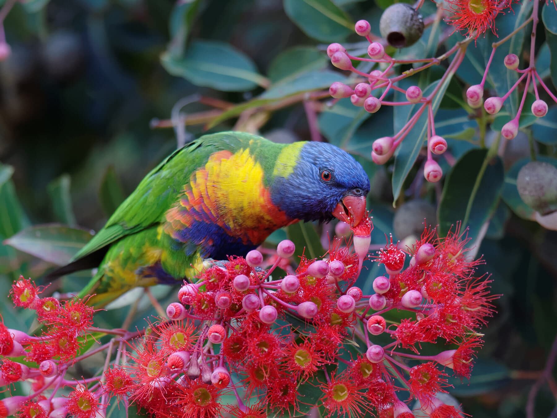 Rainbow lorikeet eating nectar