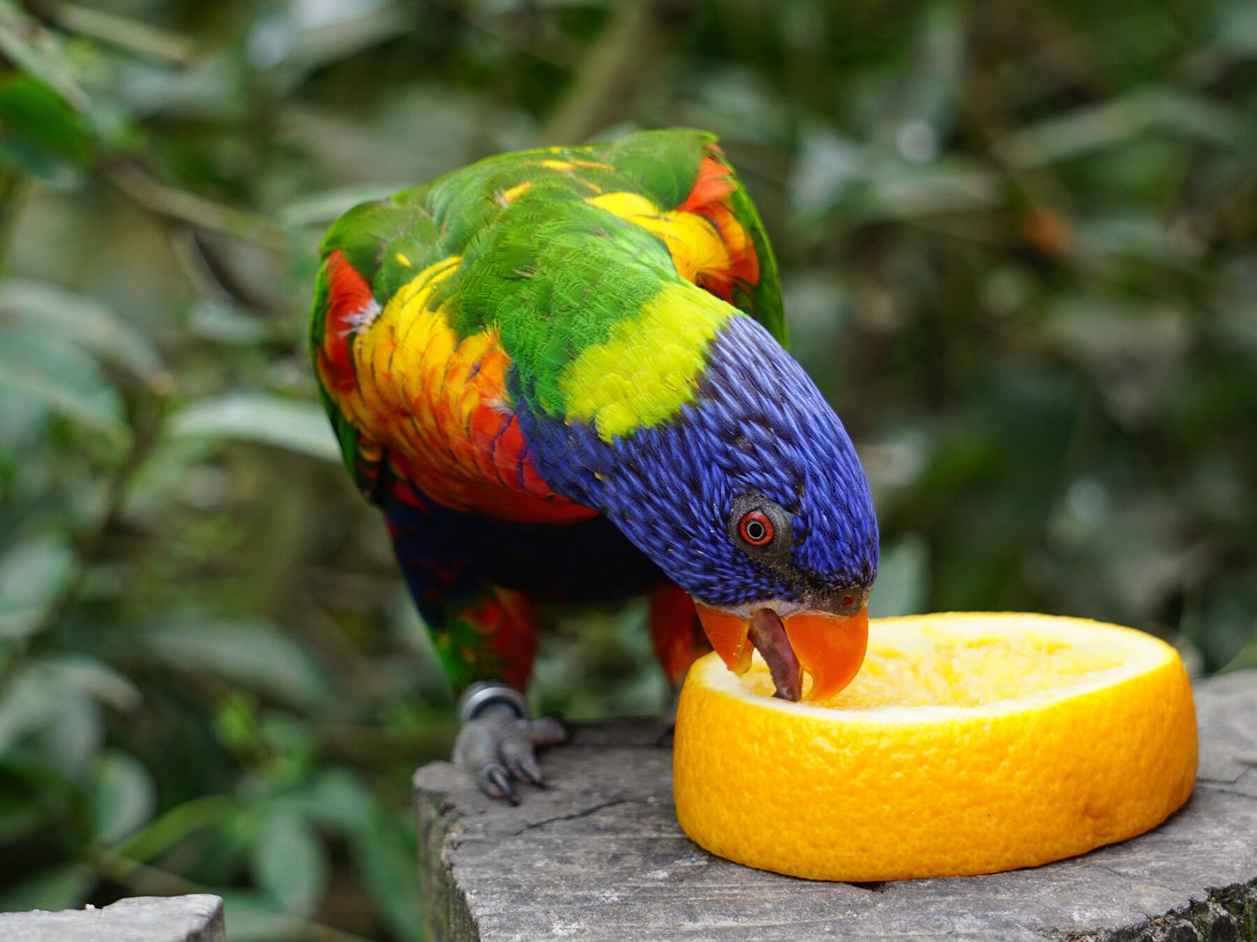 Rainbow lorikeet eating orange