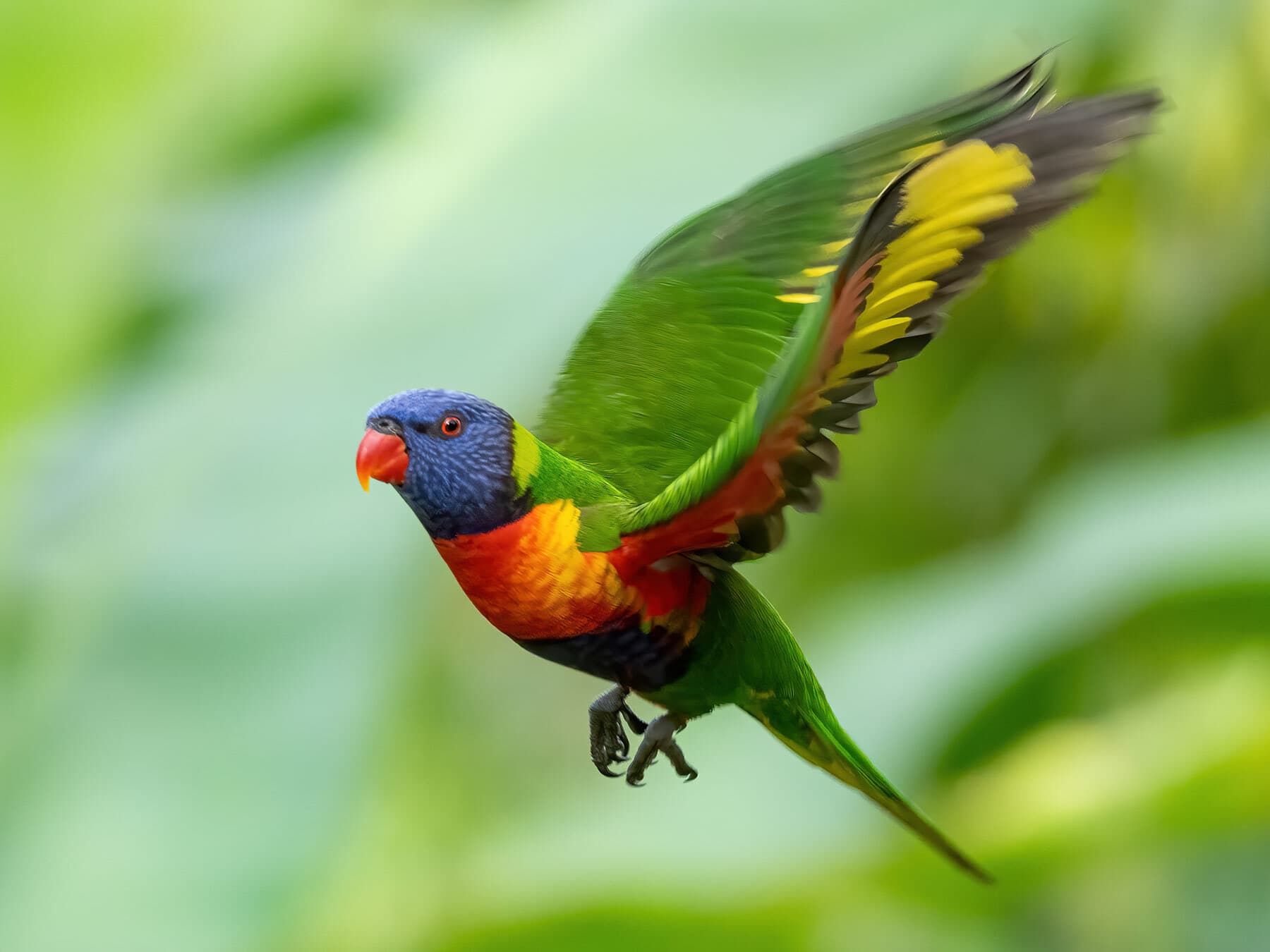 Rainbow Lorikeet in flight