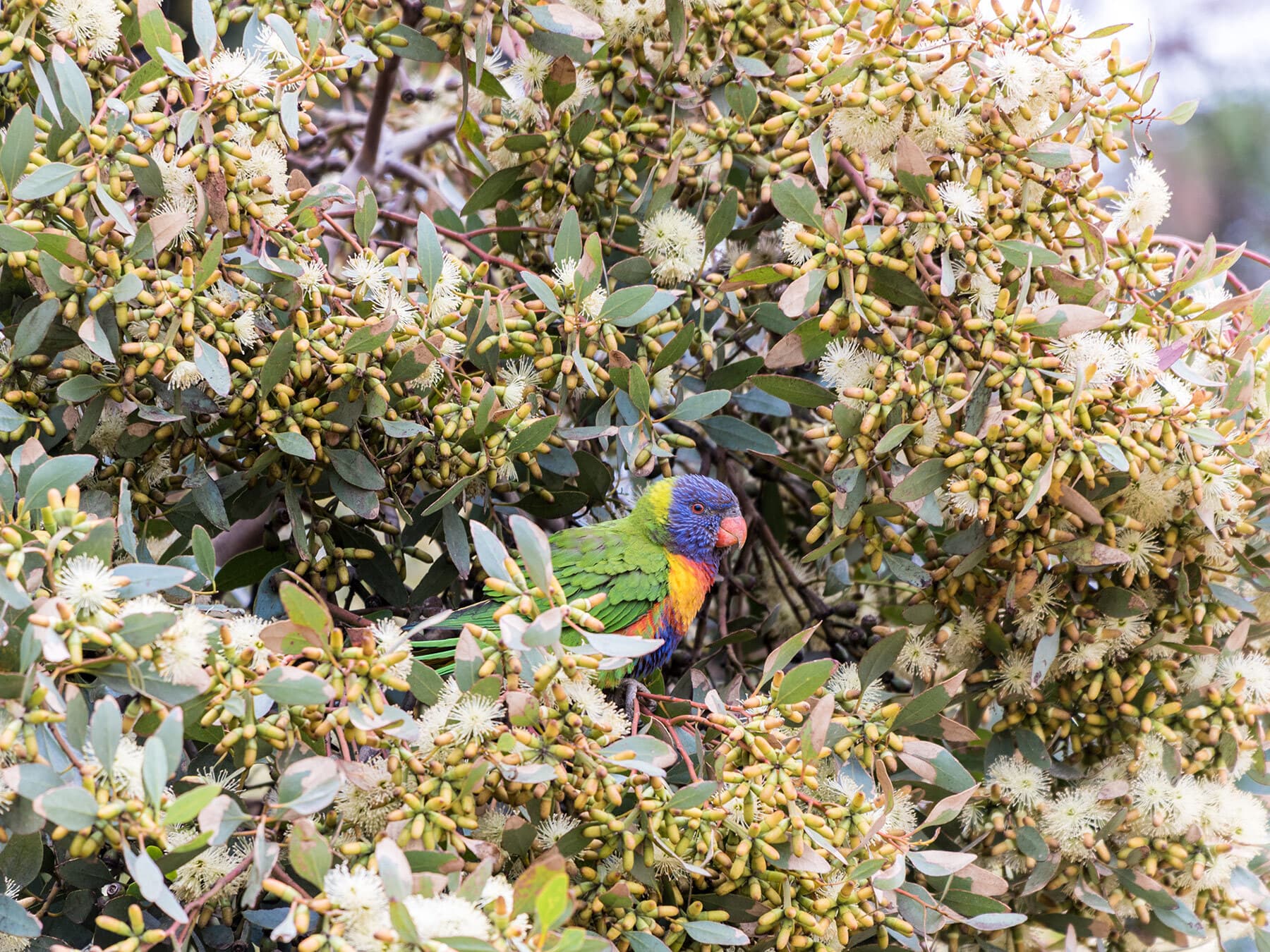 Rainbow lorikeet perched in eucalyptus