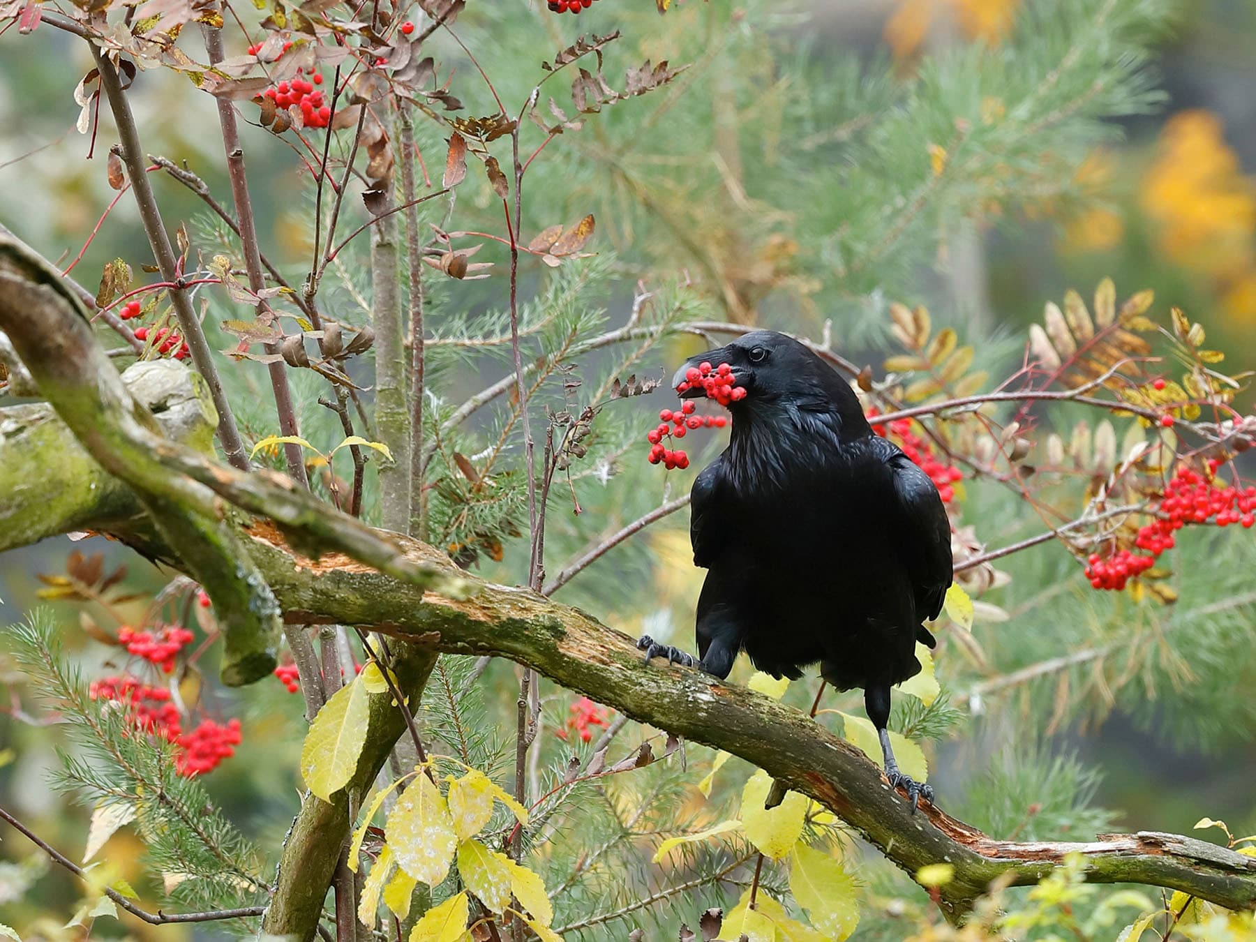Raven eating berries