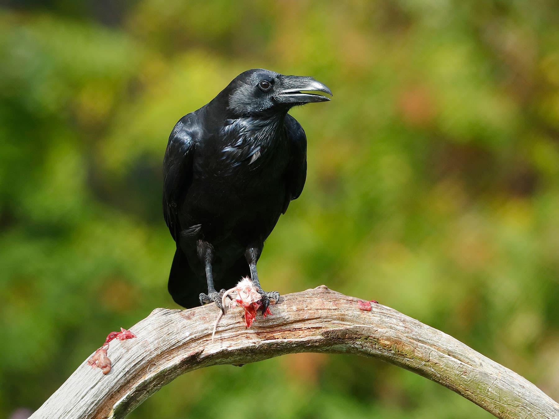 Raven eating mouse