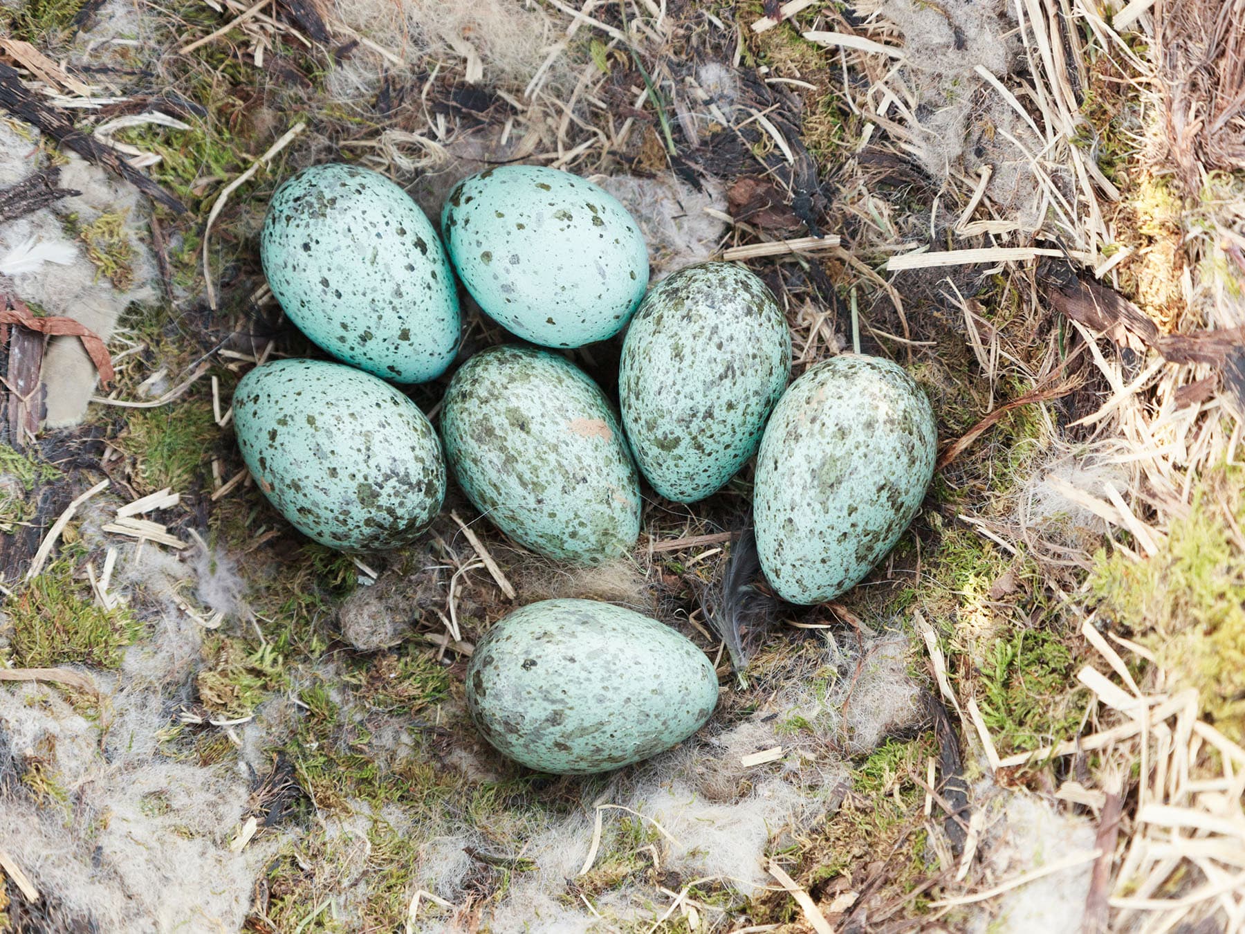 Raven eggs