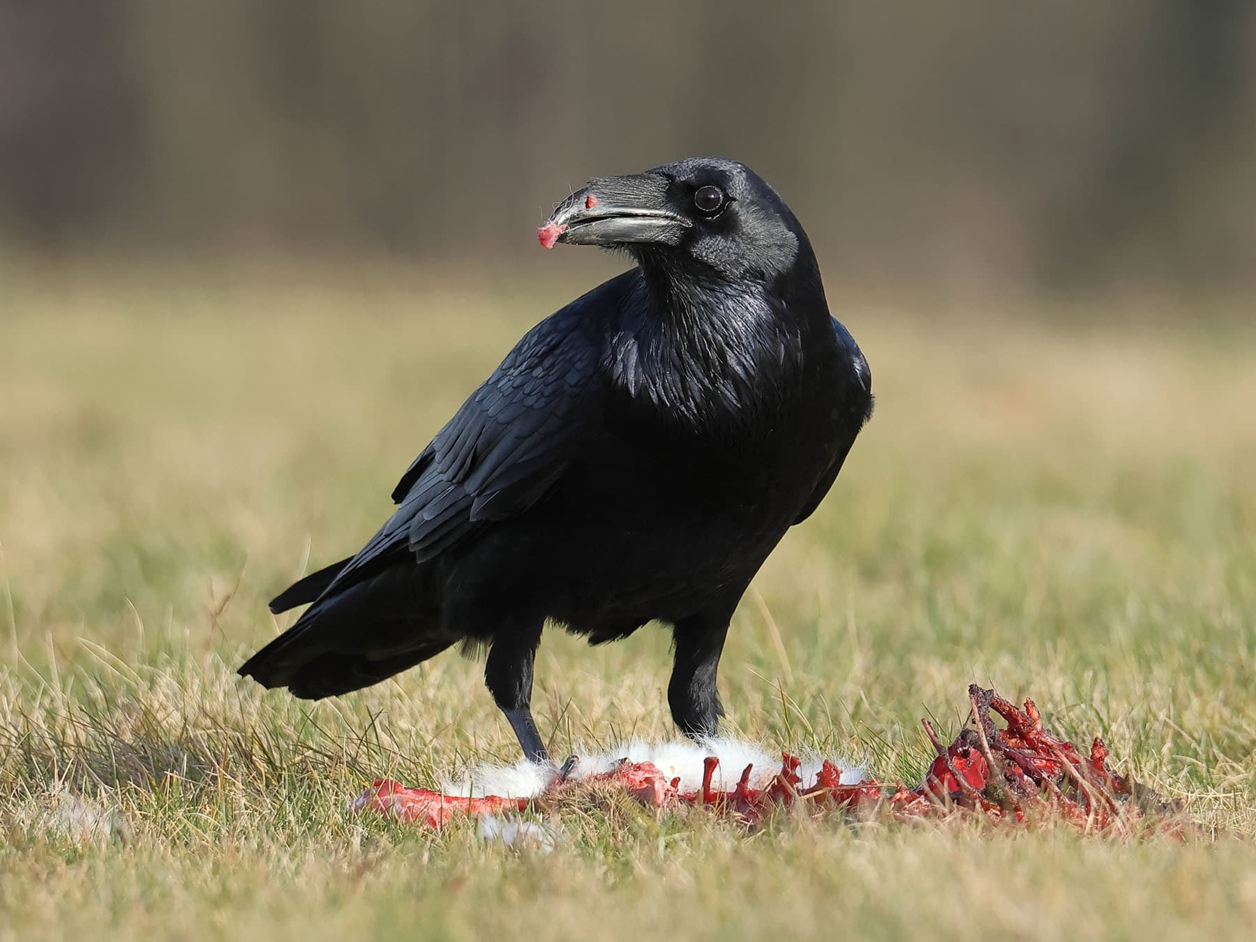 Raven feeding on carrion