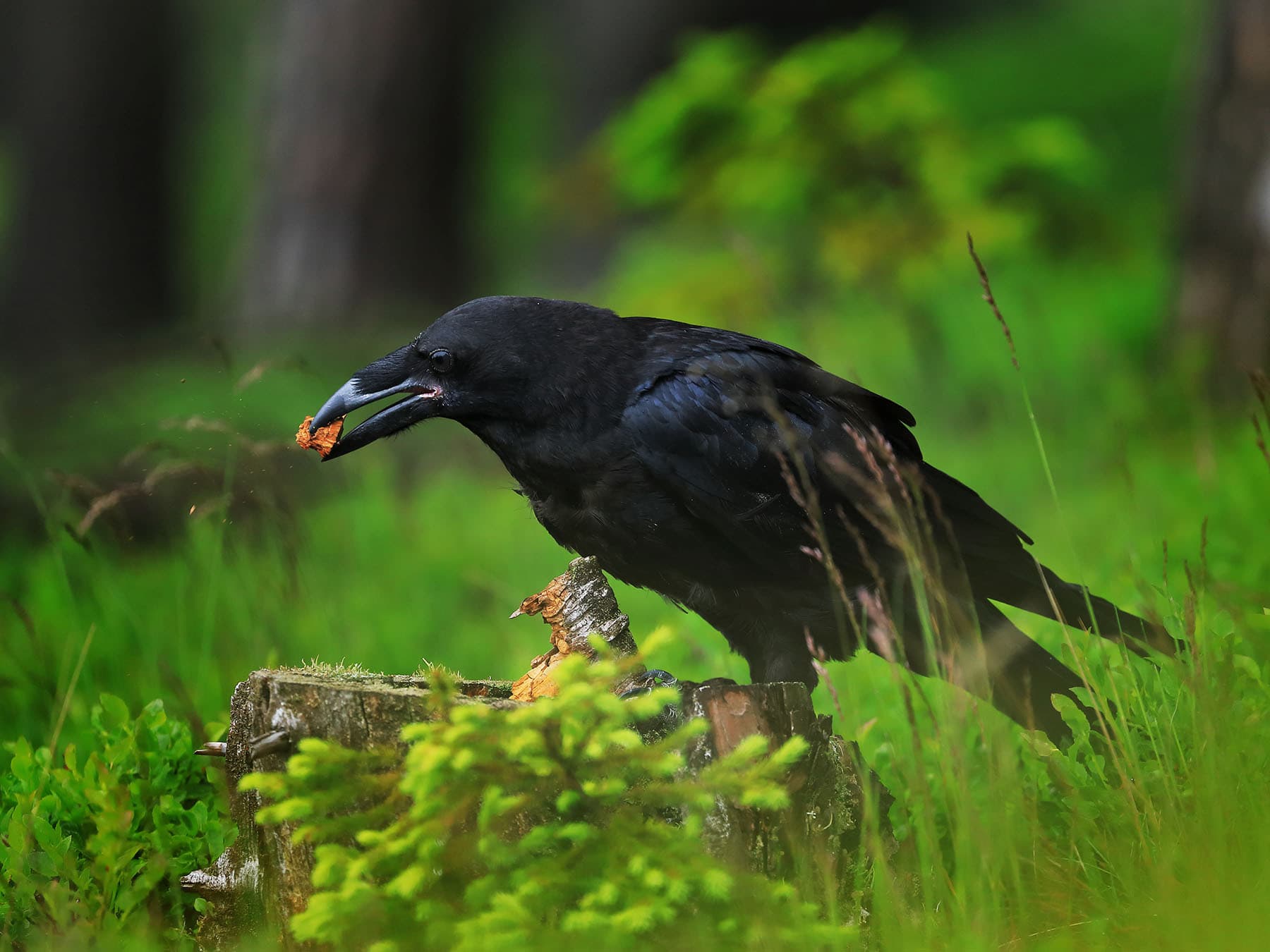 Raven foraging