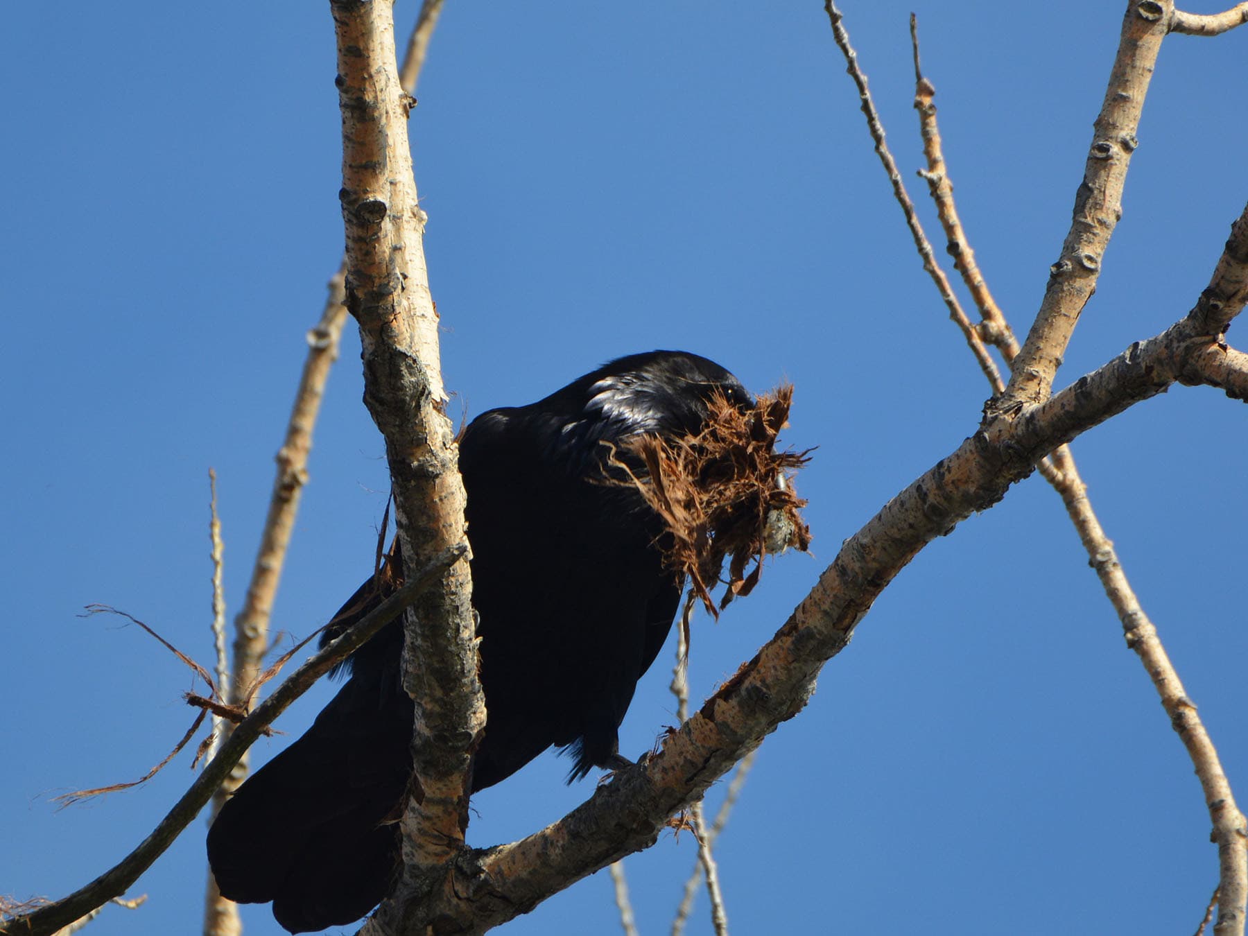 Raven nesting material