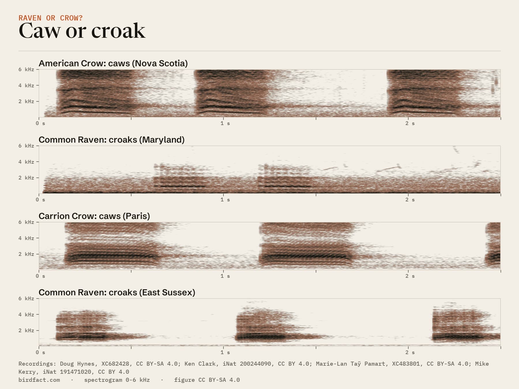 The same four recordings as spectrograms, on one scale: the crows' caws are long and harsh, with energy all the way up the chart; the ravens' croaks are shorter, with most of their energy below about 2 kHz