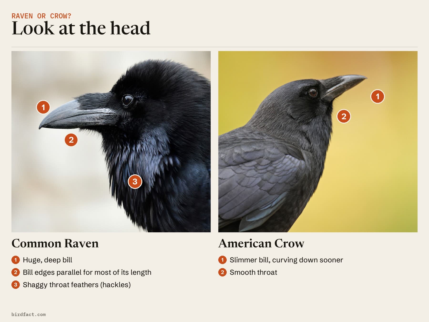 Look at the head: a Common Raven, with a huge bill whose edges run parallel for most of its length and shaggy throat feathers, beside an American Crow with a slimmer bill and a smooth throat
