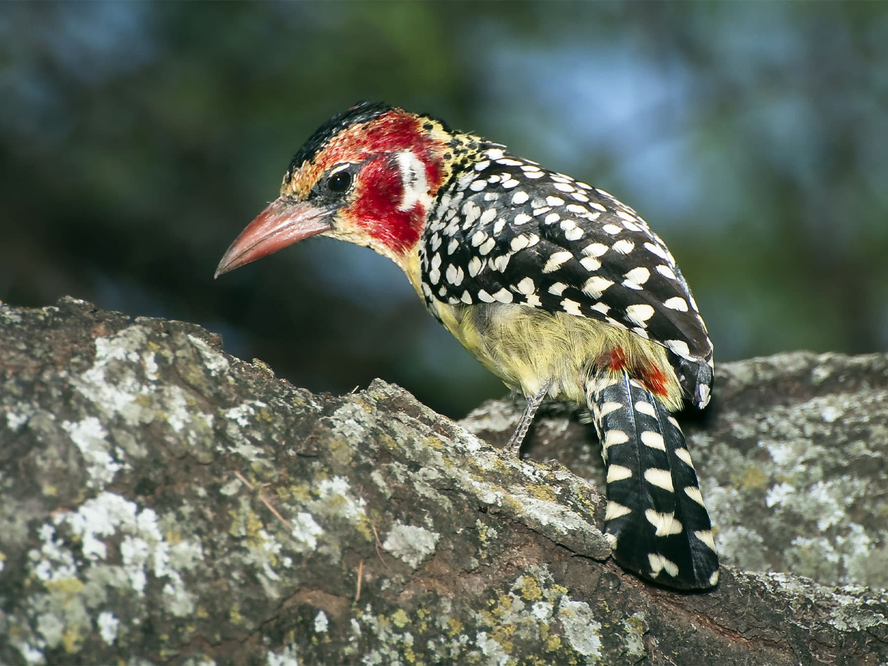 Red-and-yellow Barbet perching on rocks