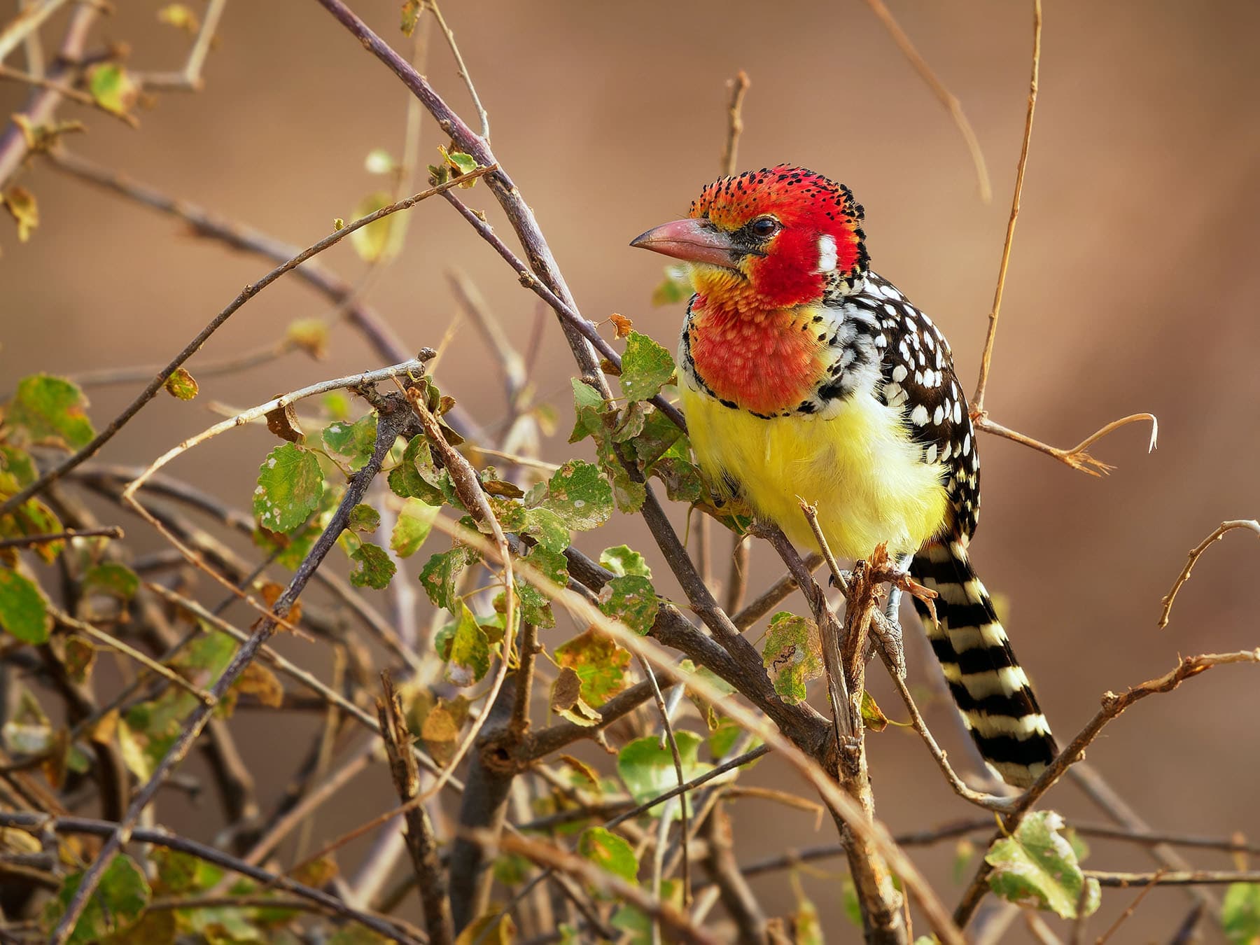 Red-and-yellow Barbet