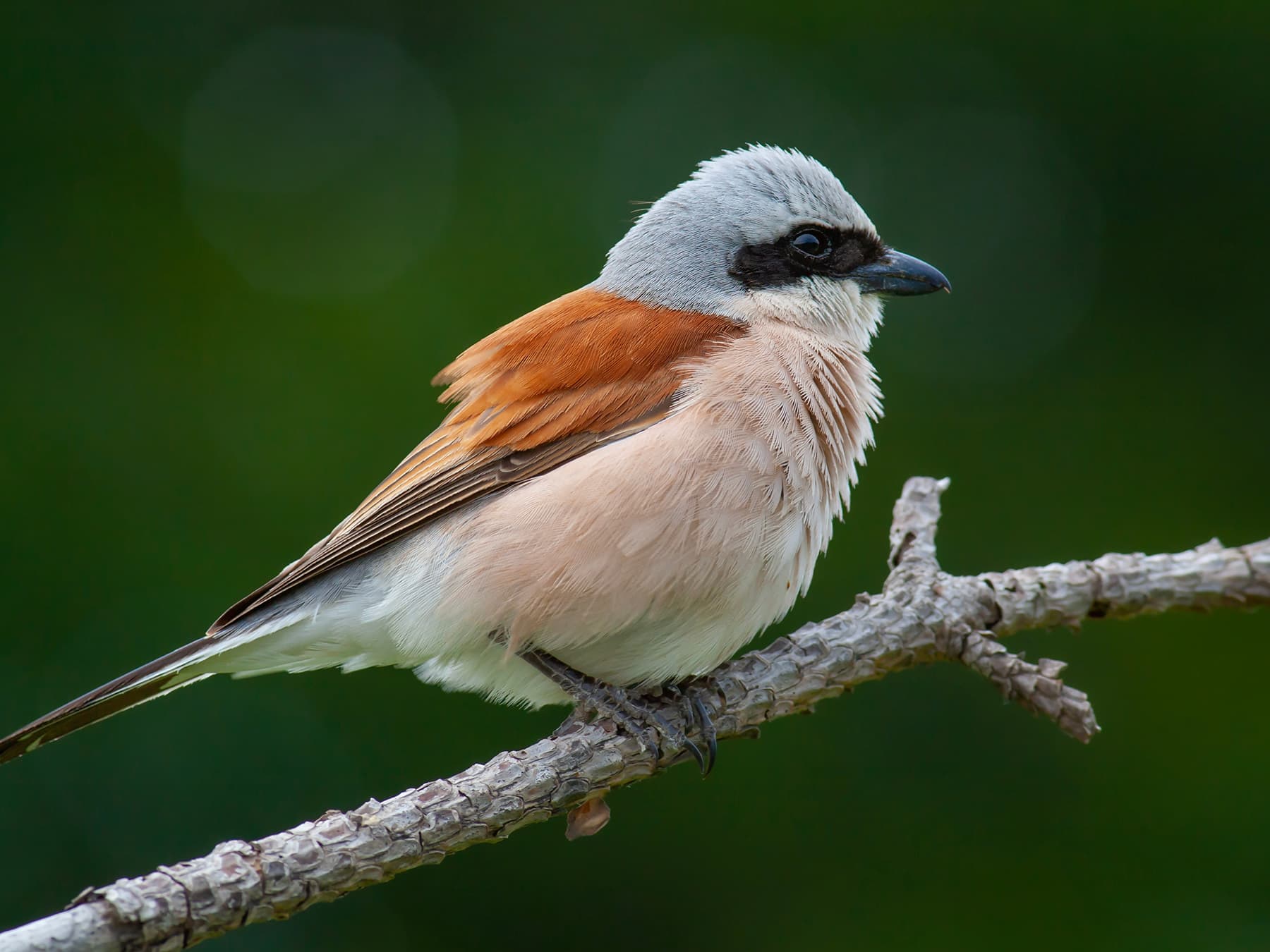 Red-backed Shrike