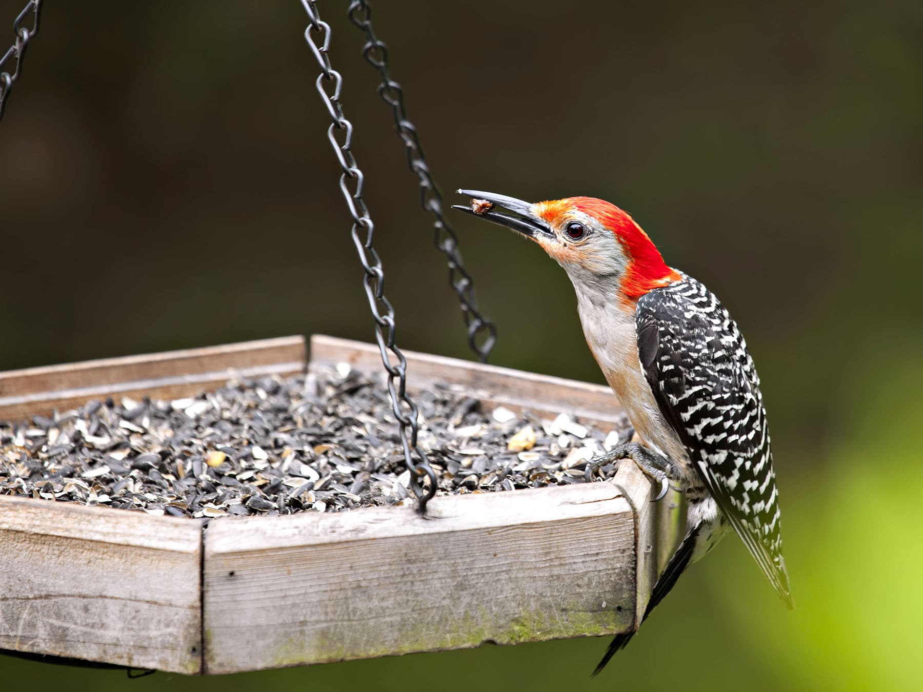 Red bellied woodpecker at feeder