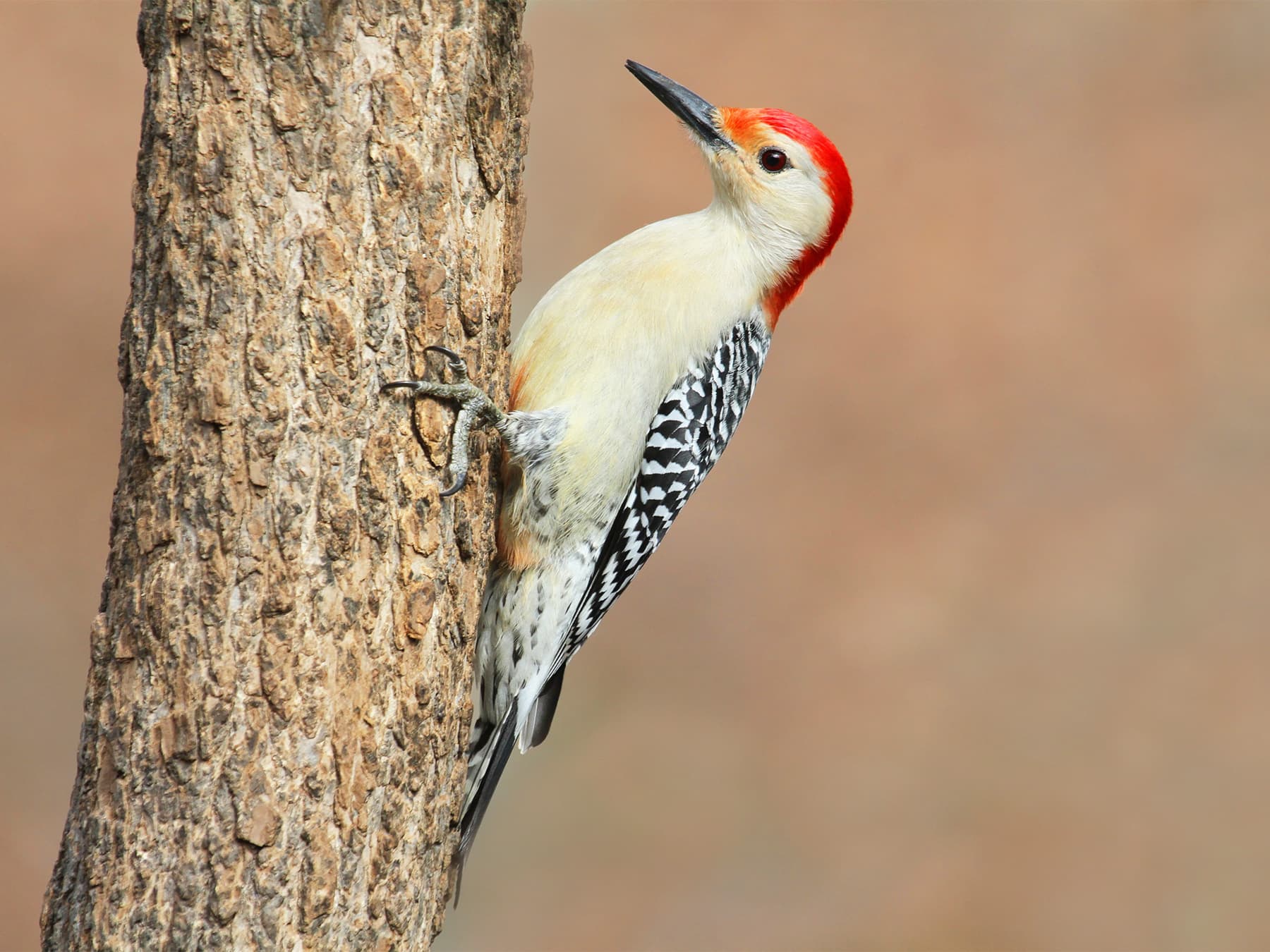 Red-bellied Woodpecker