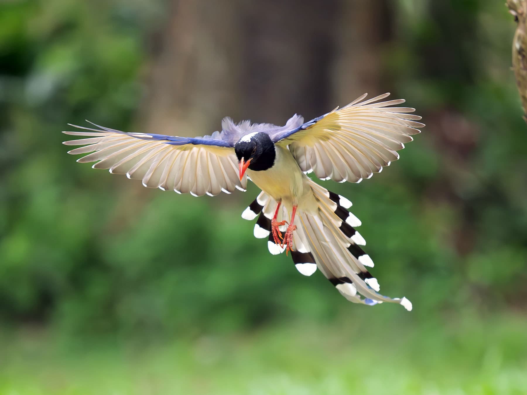 Red-billed Blue Magpie in-flight