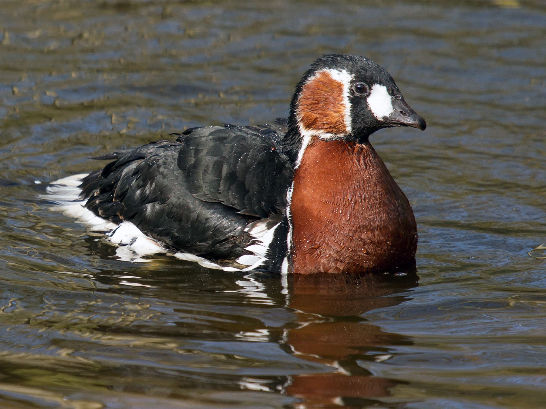 Red-breasted Goose swimming in lake