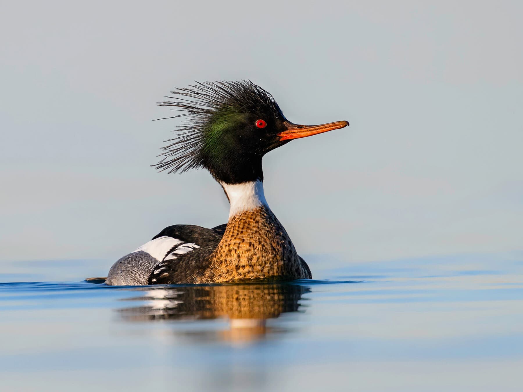 Red breasted merganser