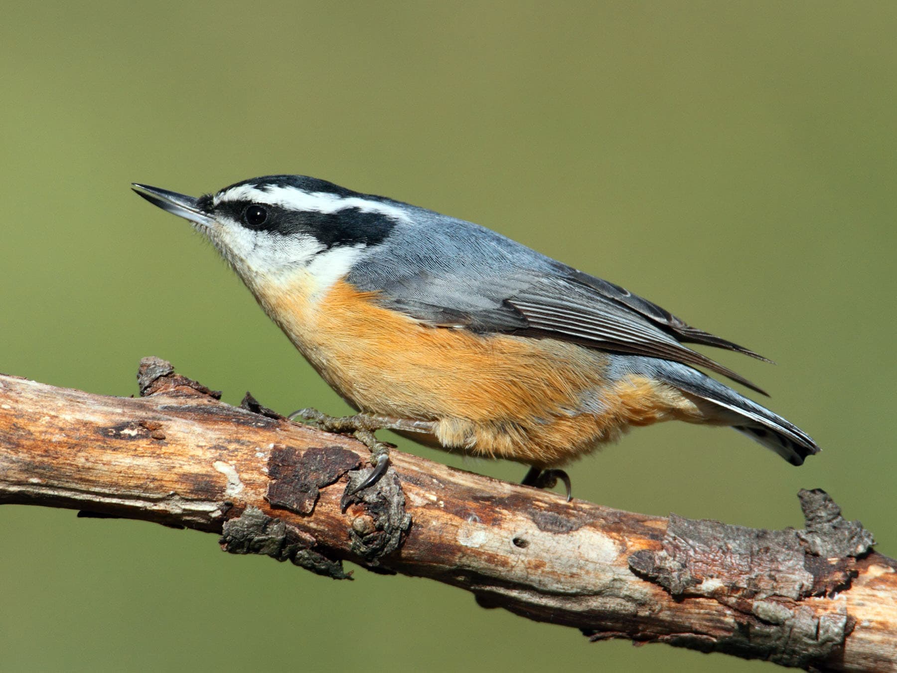 Red-breasted Nuthatch