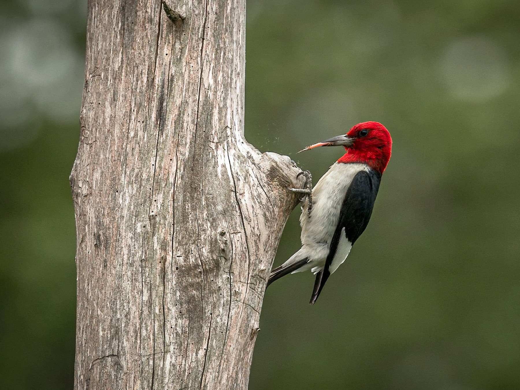 Red headed woodpecker feeding on insects