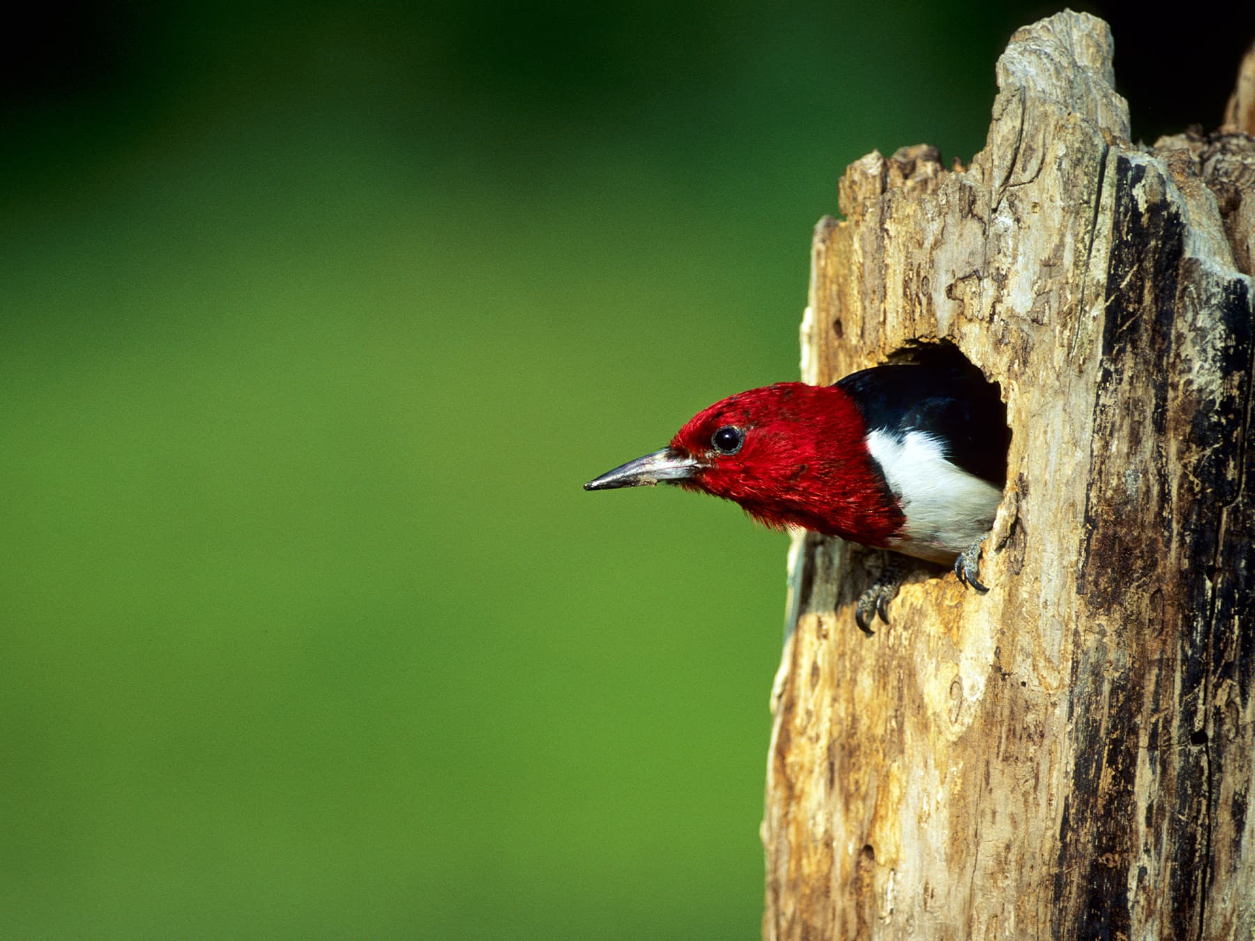 Red headed woodpecker in nest cavitiy