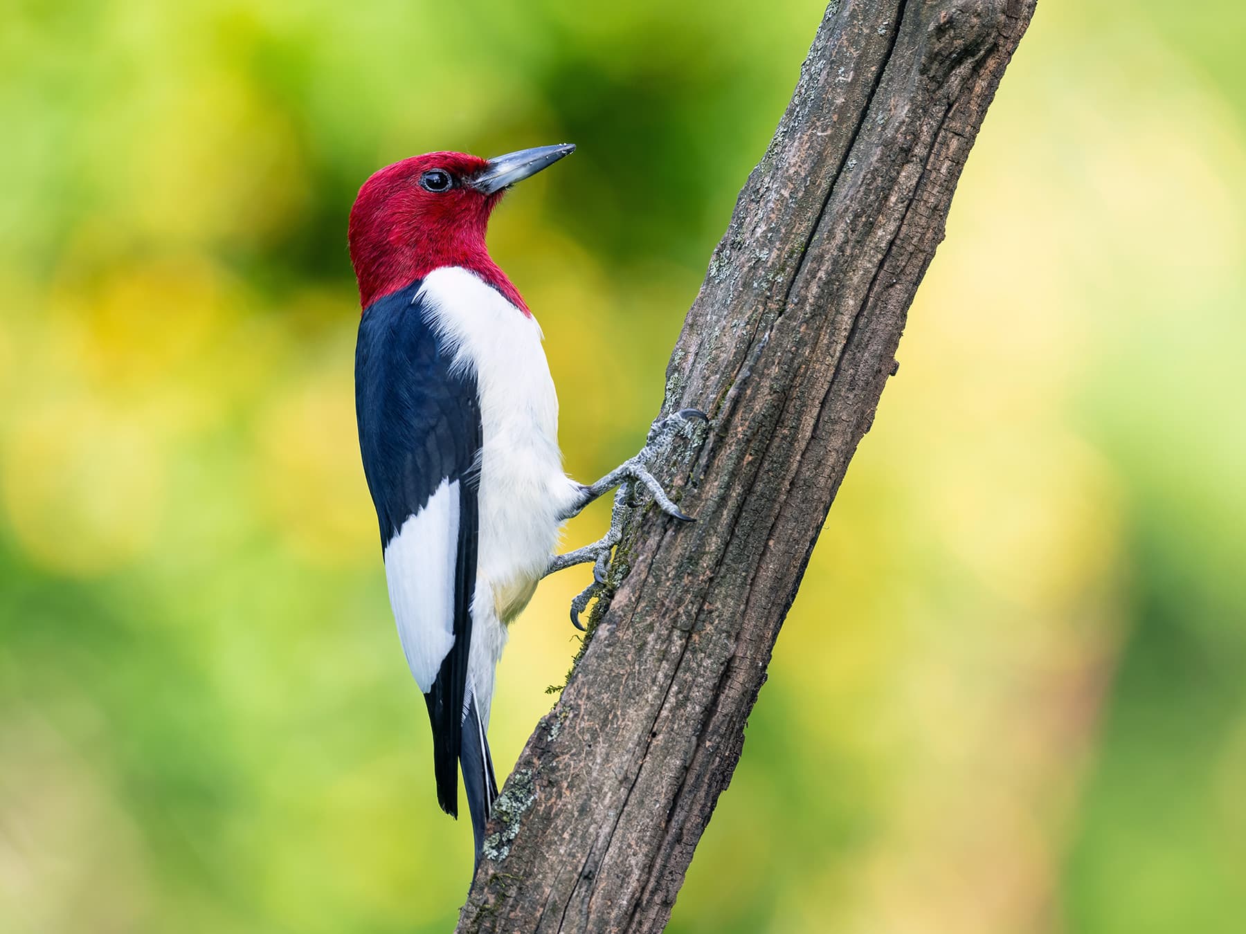 Red-headed Woodpecker