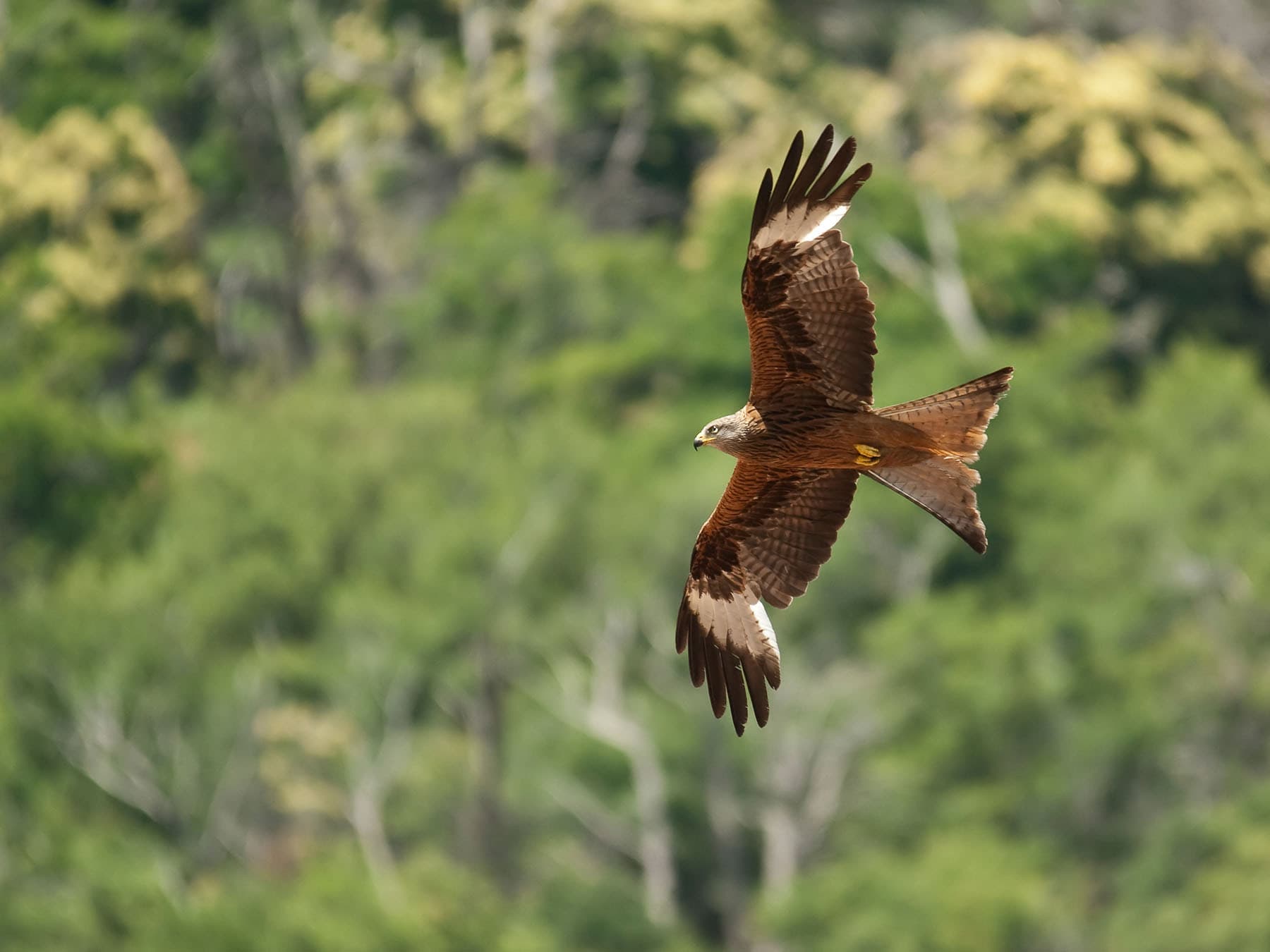 Red kite flight