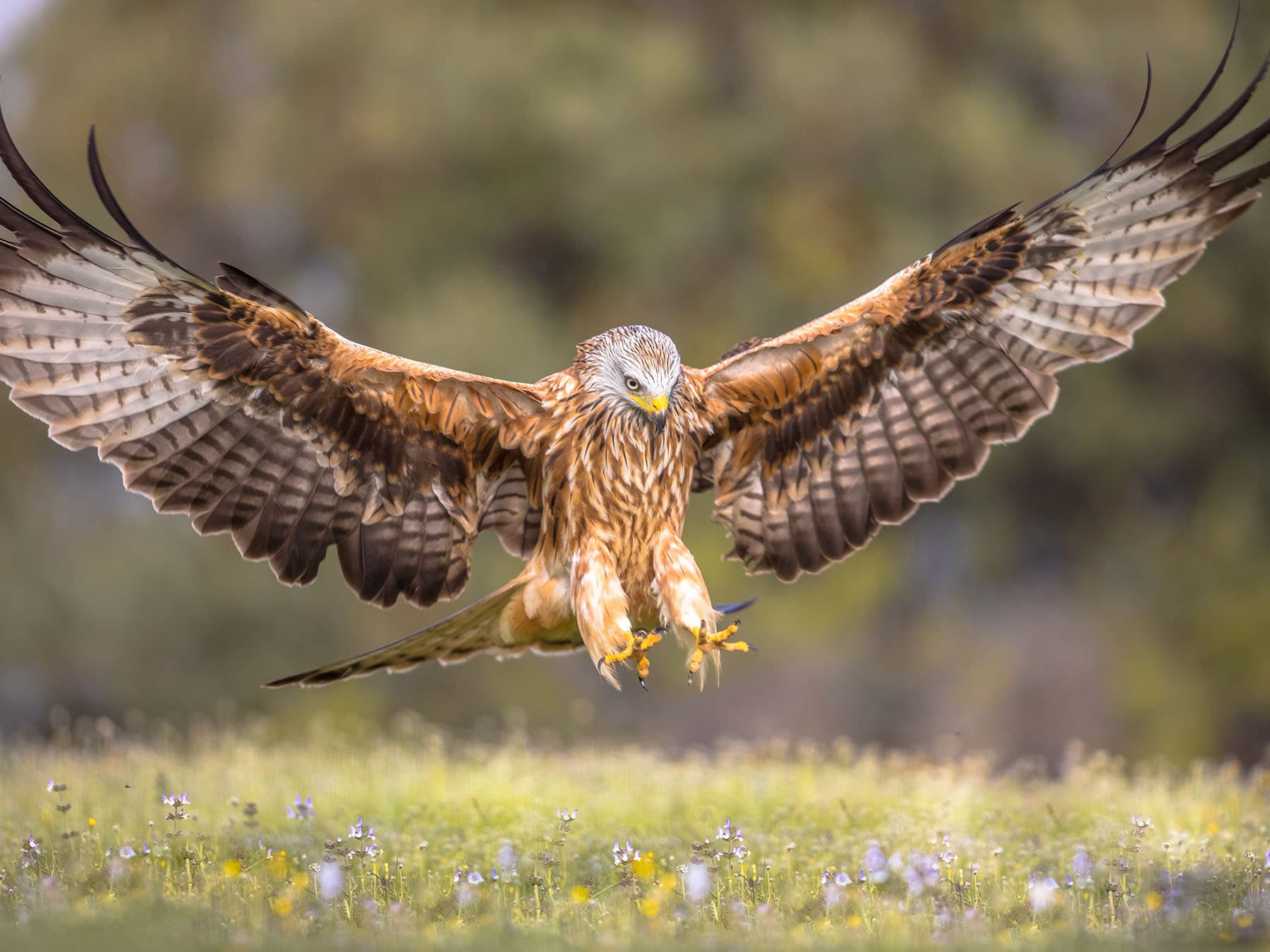 Red kite landing