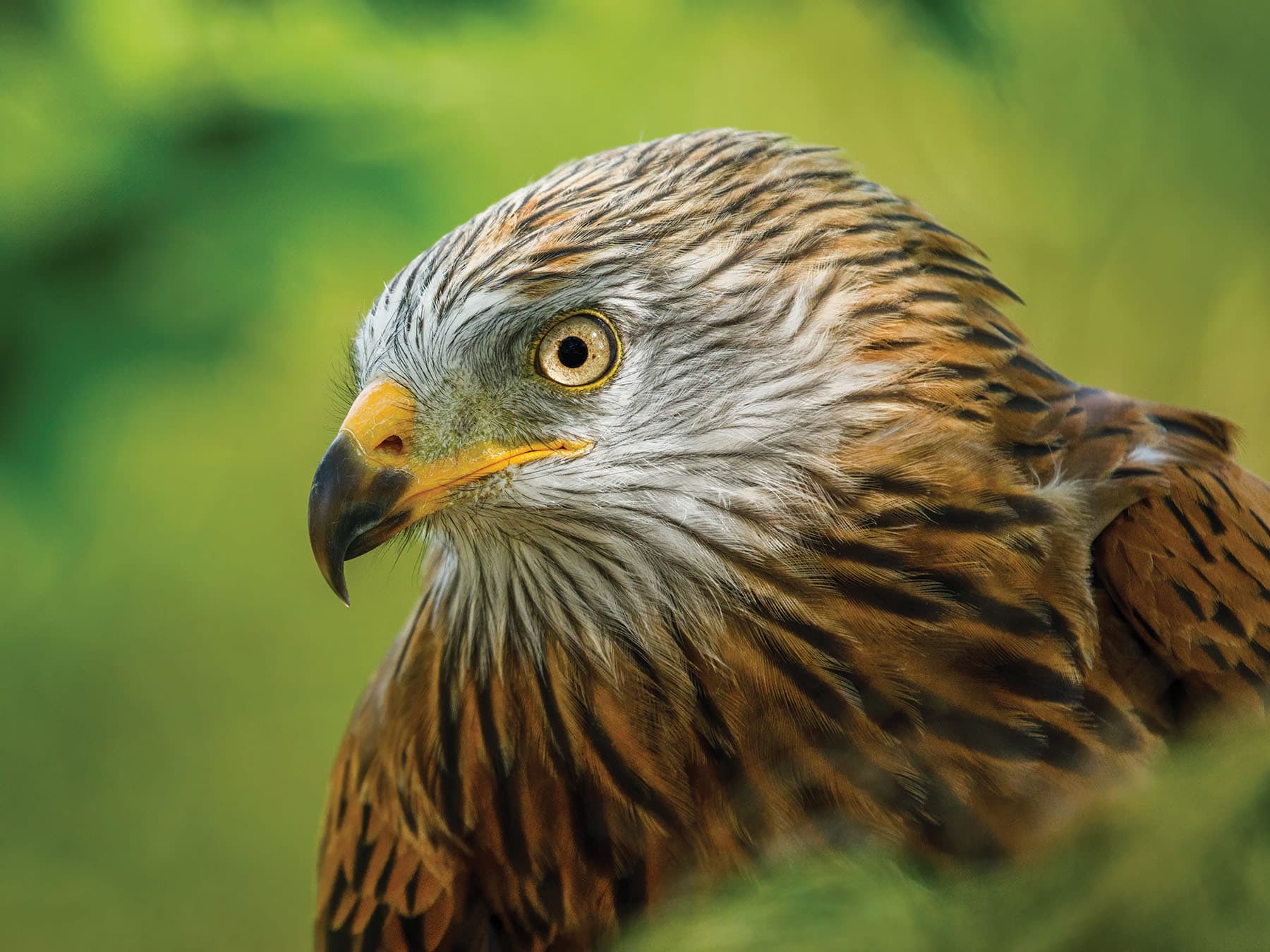 Close up portrait of a Red Kite bird
